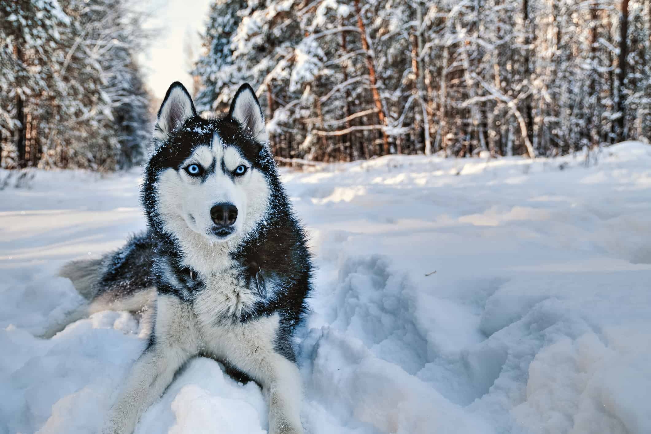 Siberian husky breed, Friendly and sociable, Adorable images, Lovable companions, 2130x1420 HD Desktop