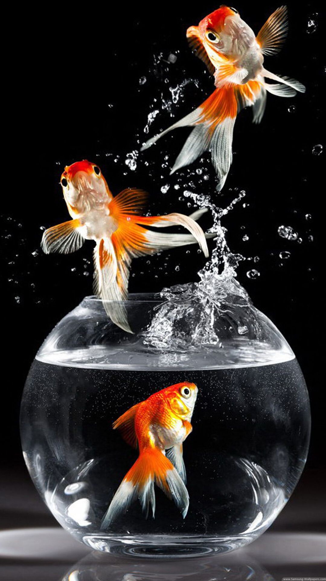 Gold Fish: Round bowl, Aquarium fish jumping out of the water, Flapping and splashing. 1080x1920 Full HD Wallpaper.