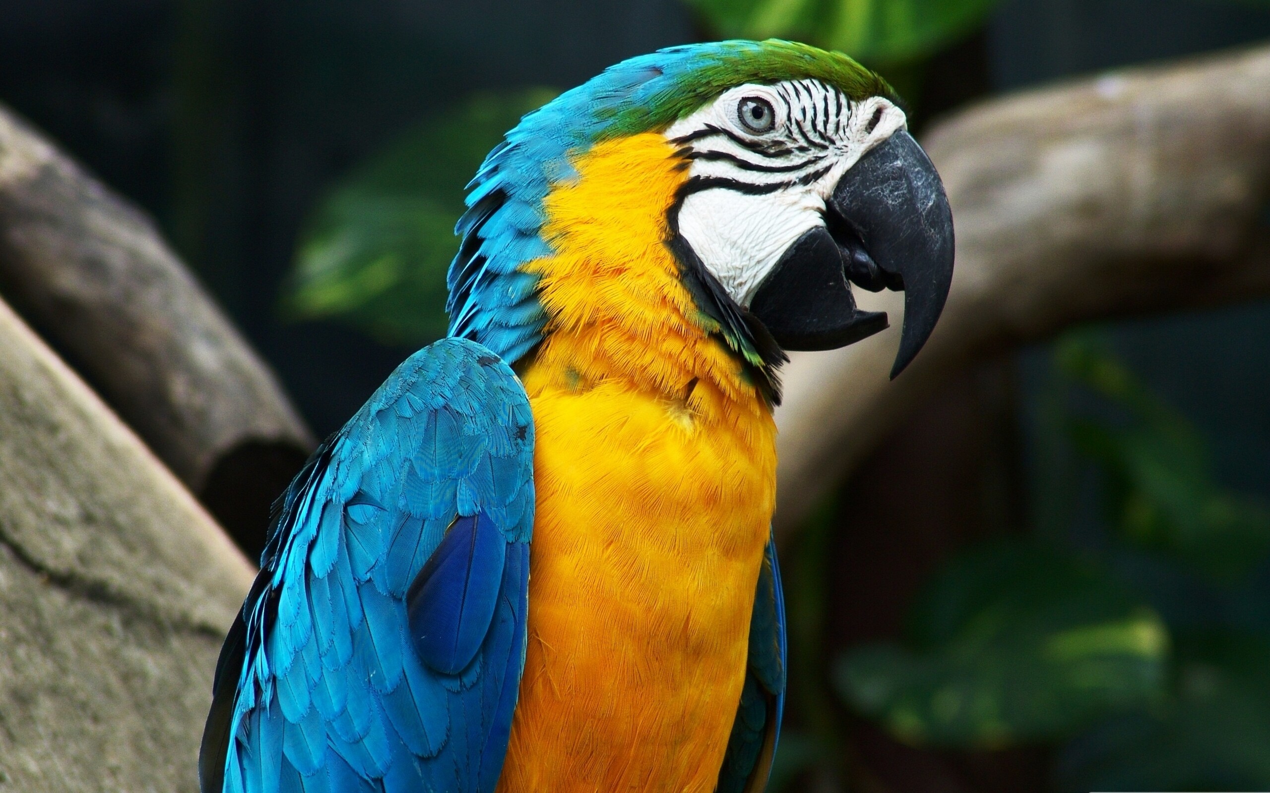 Parrot: Animal, The only creatures that display true tripedalism. 2560x1600 HD Background.