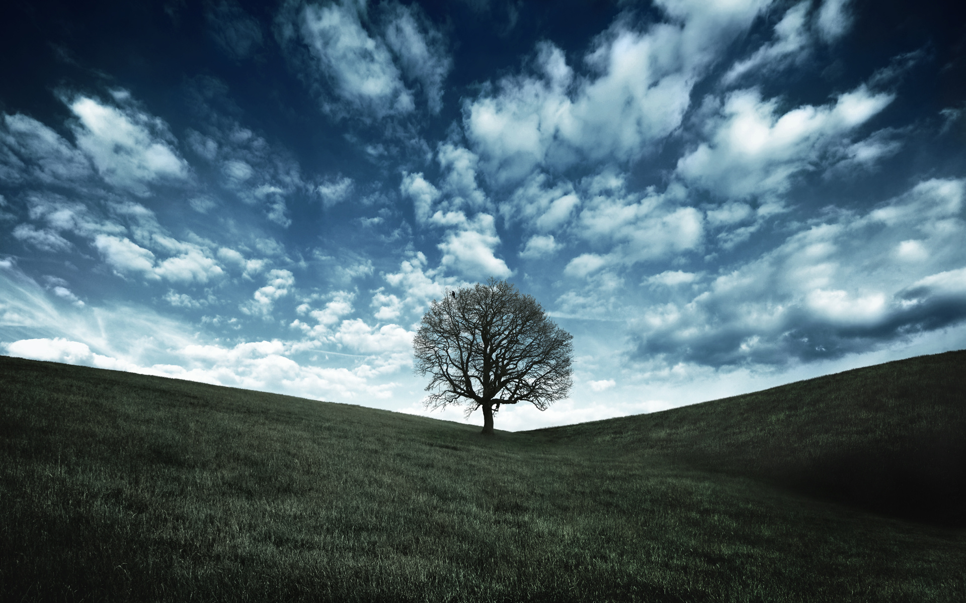Oak tree hill, Desktop wallpaper, Natural beauty, Serene landscape, 1920x1200 HD Desktop