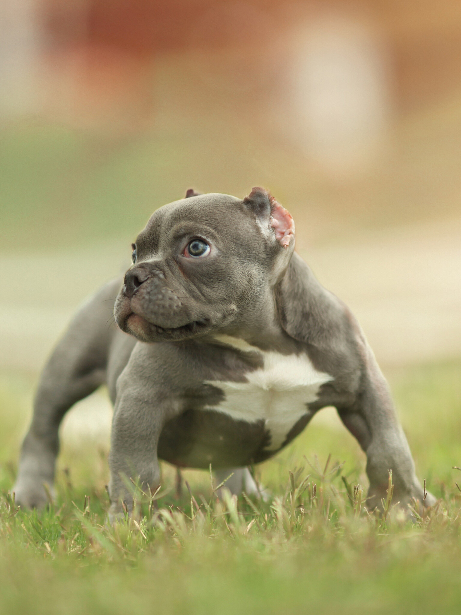 Dog: American Bully, A modern breed, Puppy, Pets, Canis lupus. 1540x2050 HD Wallpaper.