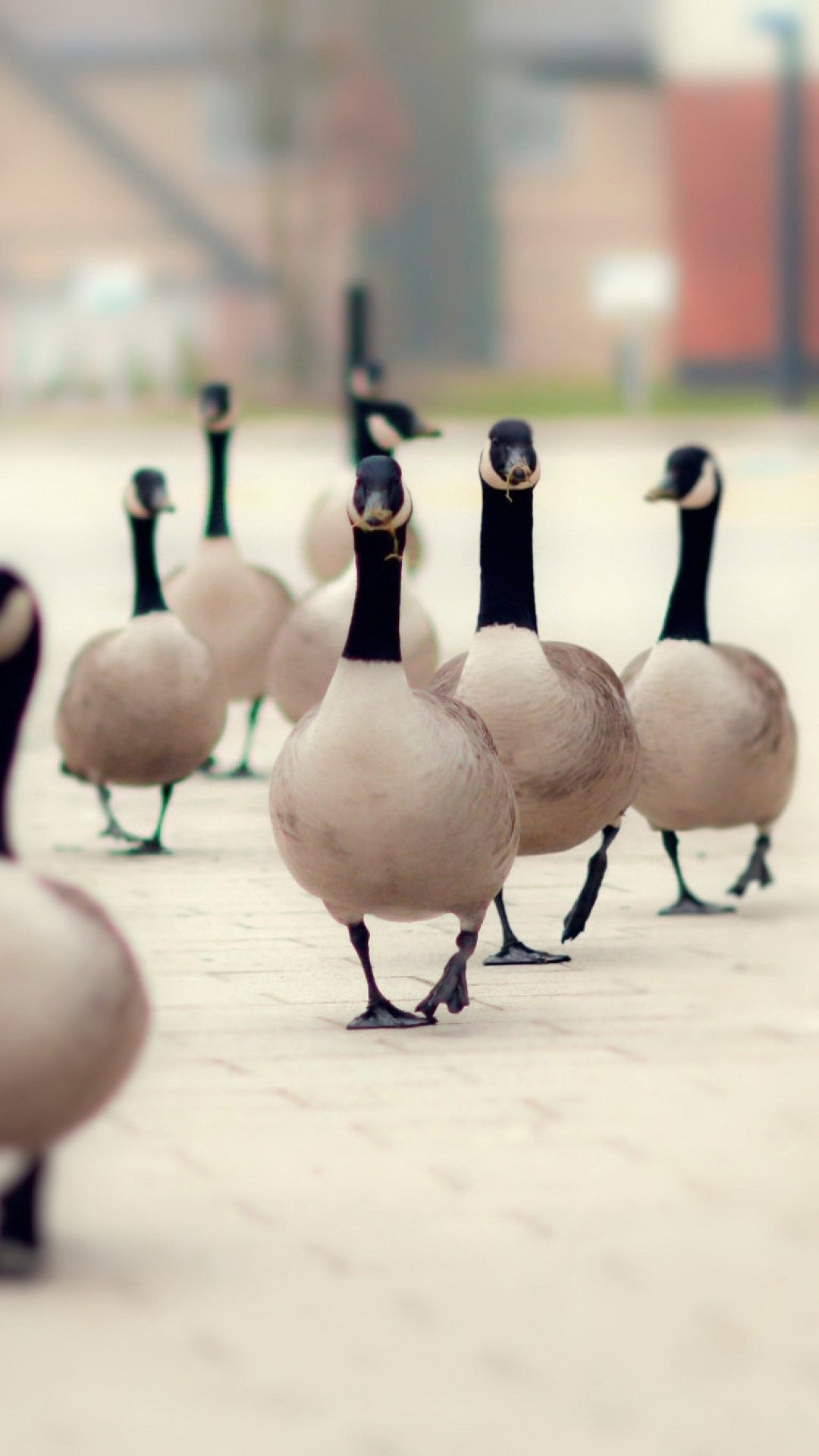 Walking goose, Birds in motion, iPhone wallpapers, Sony Xperia wallpapers, 1080x1920 Full HD Phone