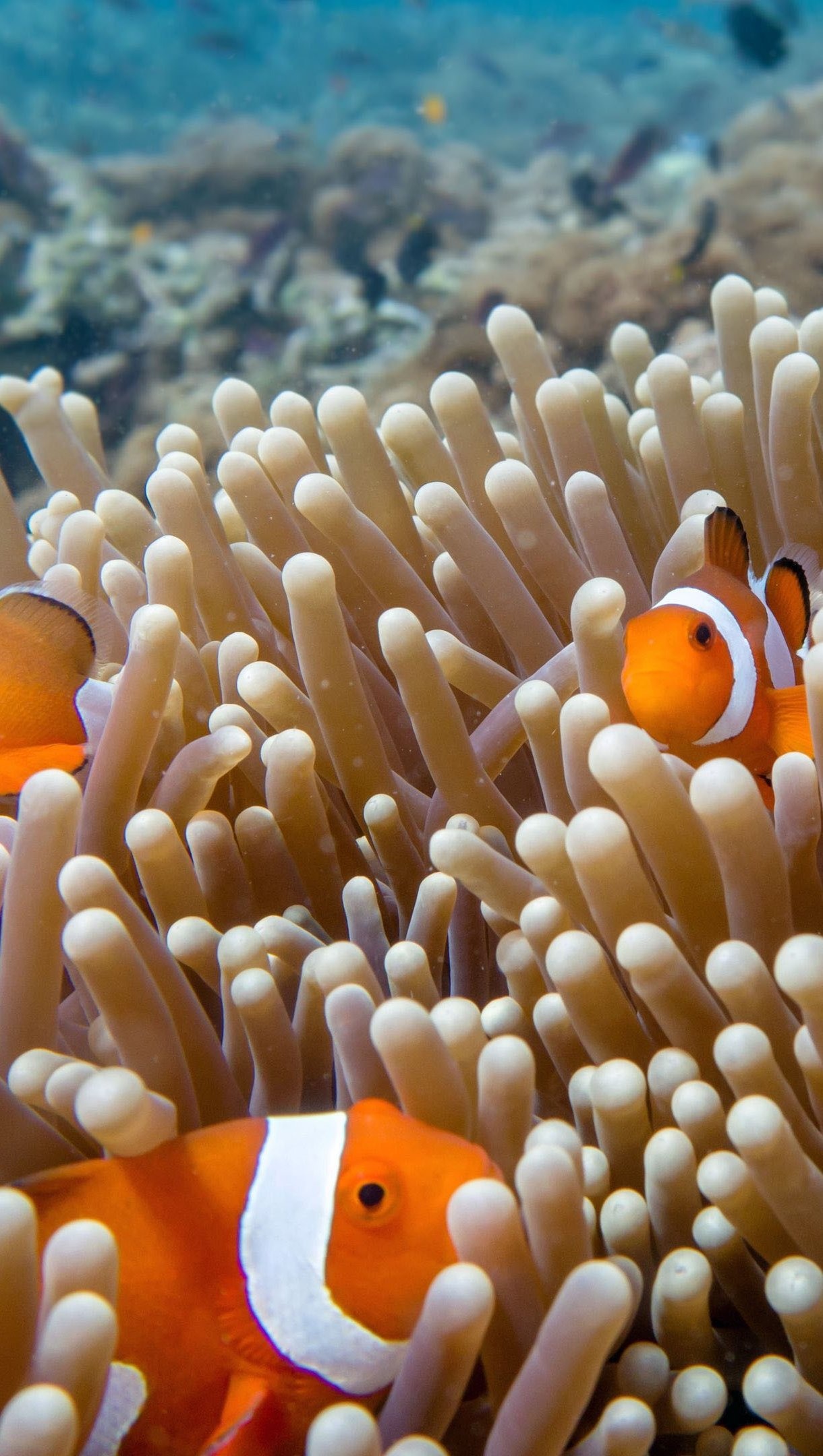 Vibrant fish swim, Spectacular orange, Ultra HD beauty, Eye-catching wallpapers, 1220x2160 HD Handy