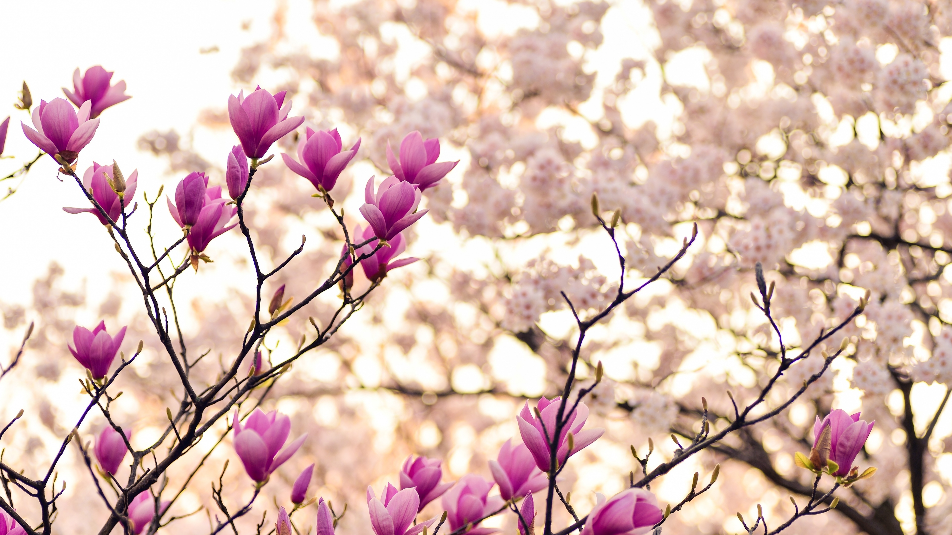 Purple magnolia blooms, Spring blossom beauty, Branches in bloom, Stunning flowers, 3840x2160 4K Desktop