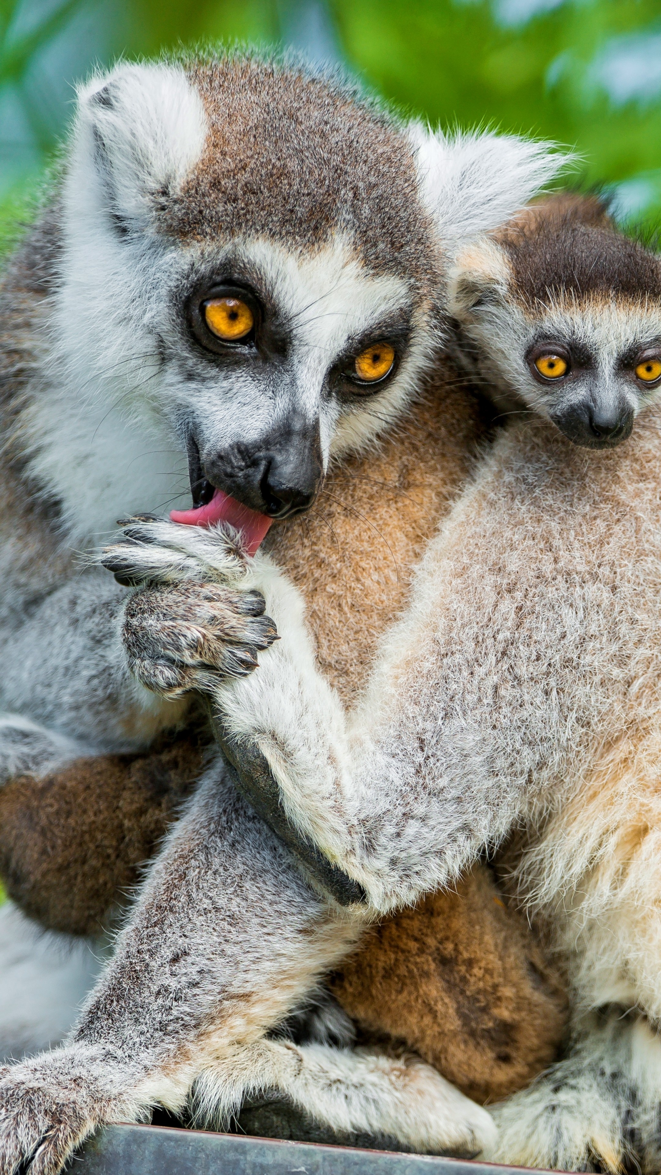 Lemurs, Cute primates, Summer vibes, Animal delight, 2160x3840 4K Phone