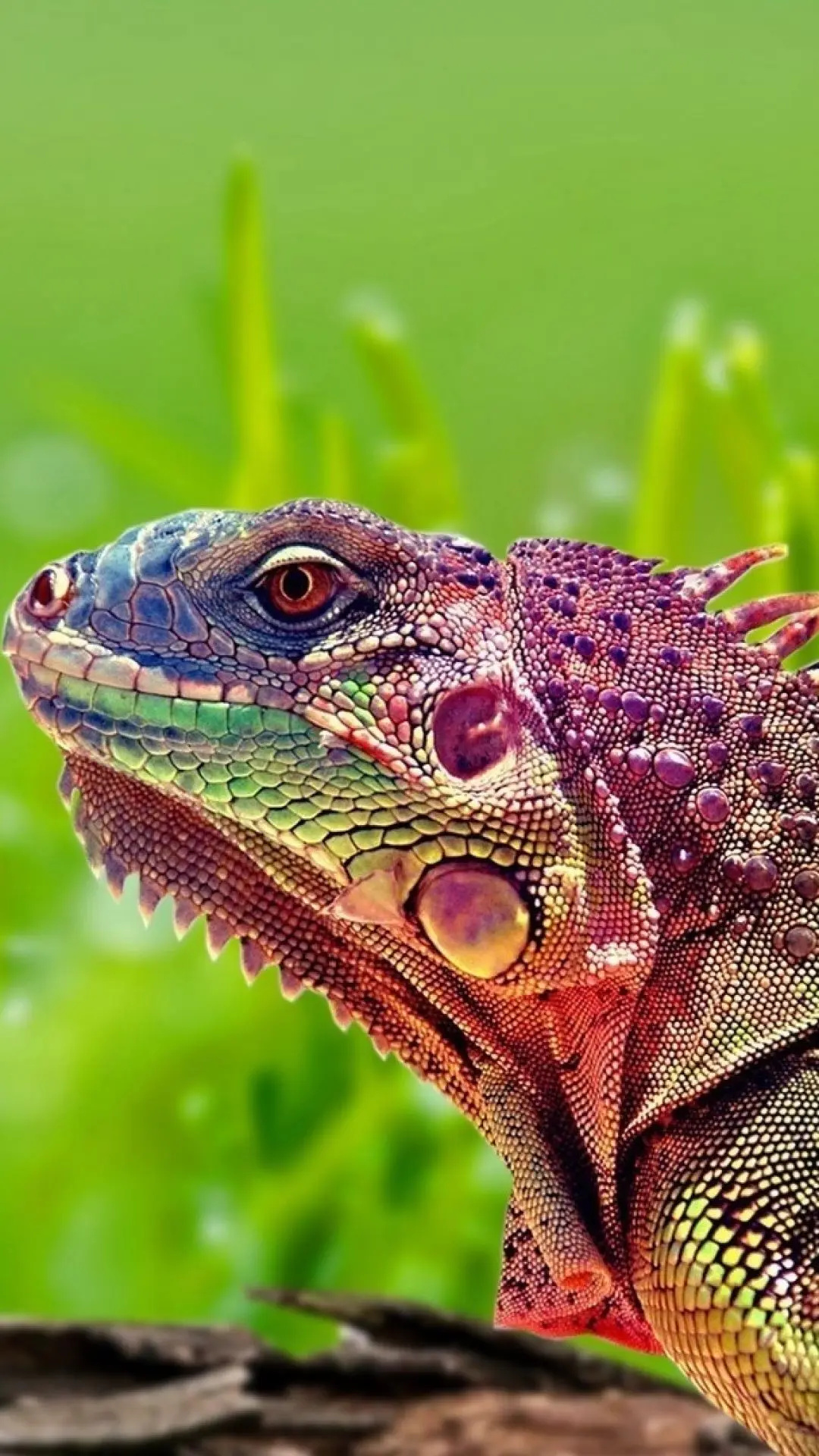 Iguana wallpaper, Vibrant colors, Detailed pattern, Reptile artwork, 1080x1920 Full HD Handy