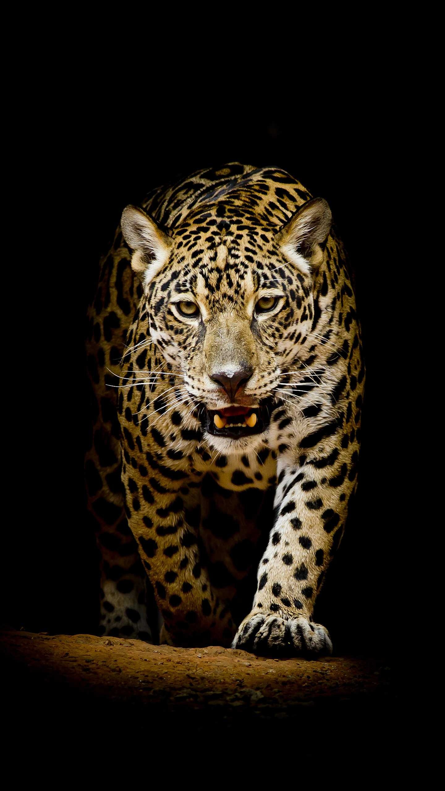 Leopard, Leopard wallpaper, ER, 1440x2560 HD Handy