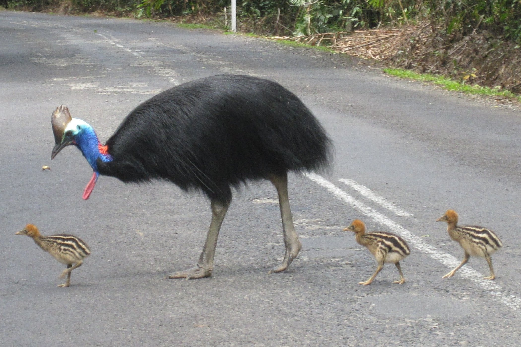 Rare Southern cassowary, Indigenous to Australia, Big and powerful, Free download, 2100x1400 HD Desktop