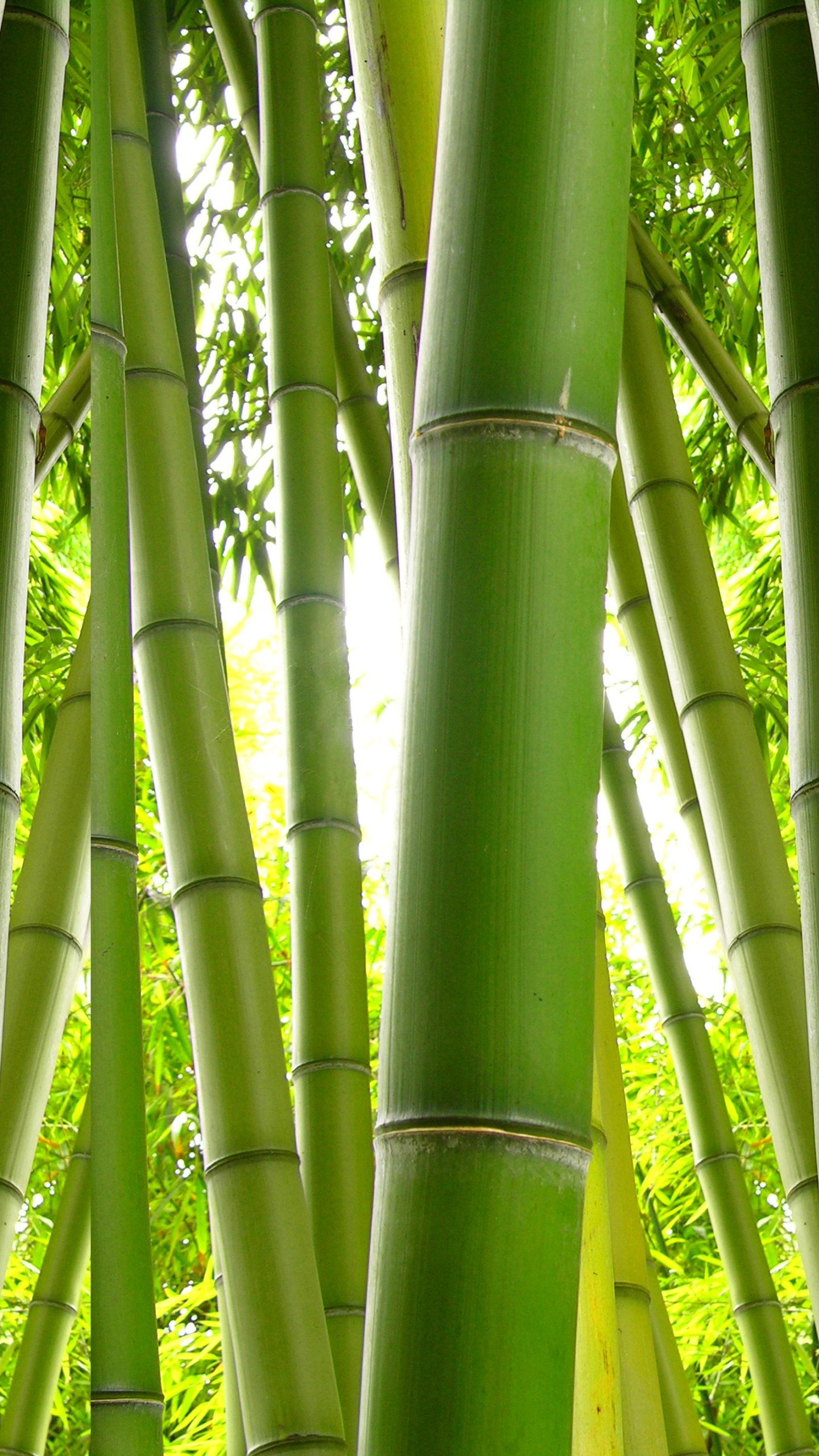 Bamboo: Young shoots of the plant can be eaten and the stems are used to make furniture. 1440x2560 HD Wallpaper.