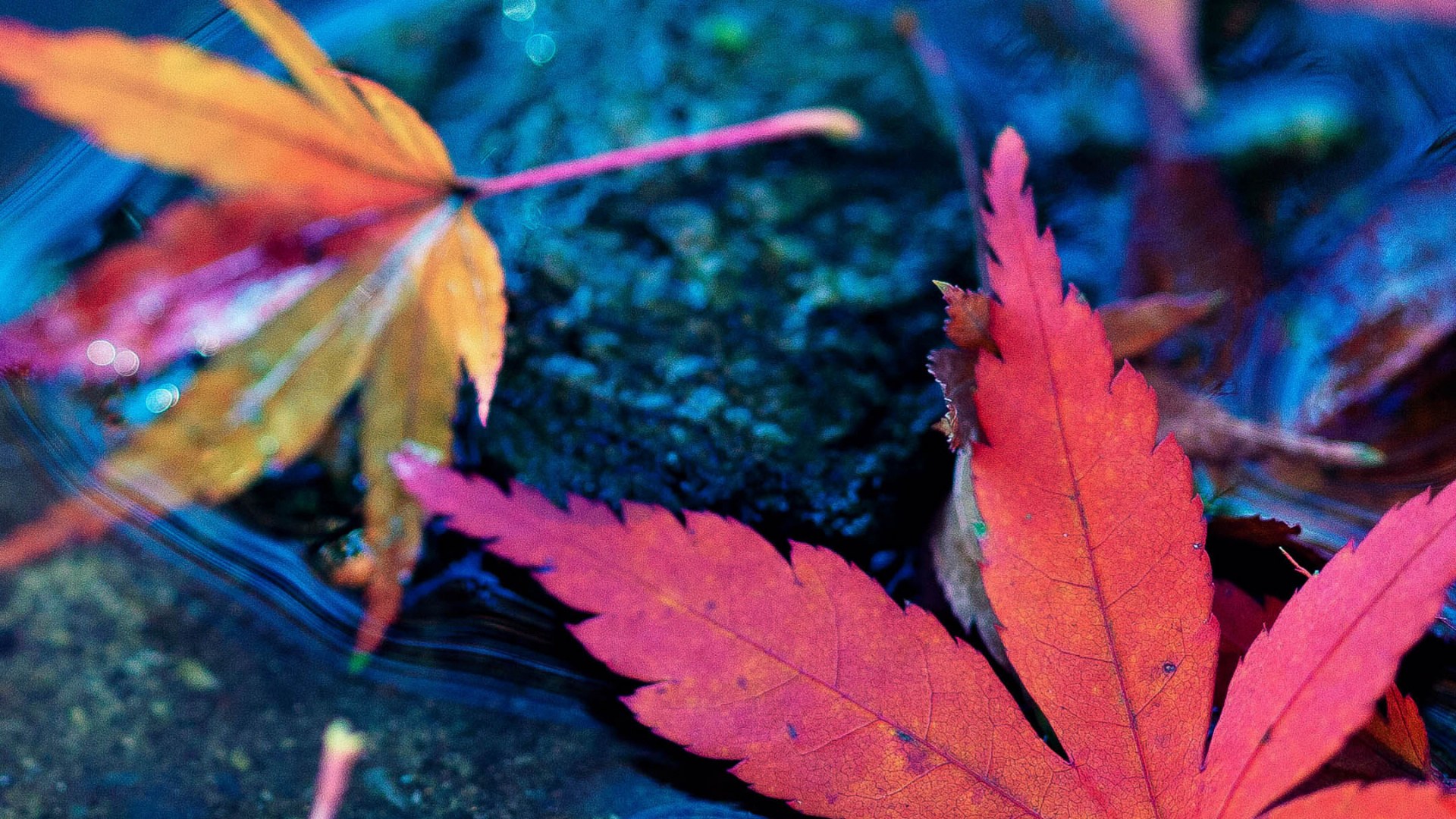 Maple leaves fall, Autumn water, 4K Ultra HD, Mobile wallpaper, 1920x1080 Full HD Desktop