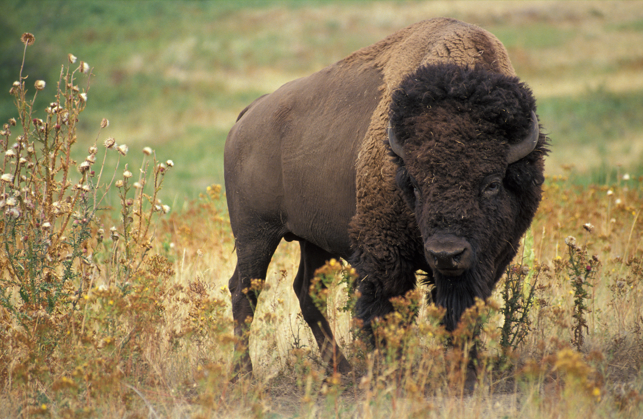 Bison wallpapers in high quality, Animal photography mesmerizing, 4K wallpapers for 2019, Wildlife wonder, 2700x1770 HD Desktop