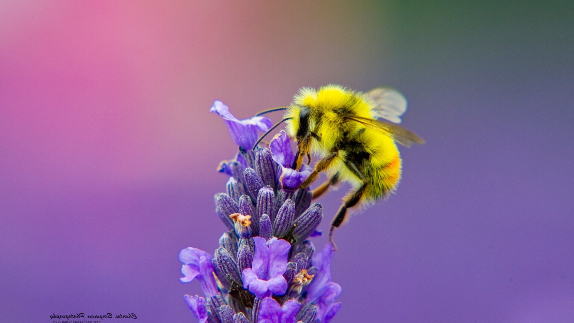 Bee: Honneybee, A group of insects in the family Apidae, Lavender nectar. 1920x1080 Full HD Background.