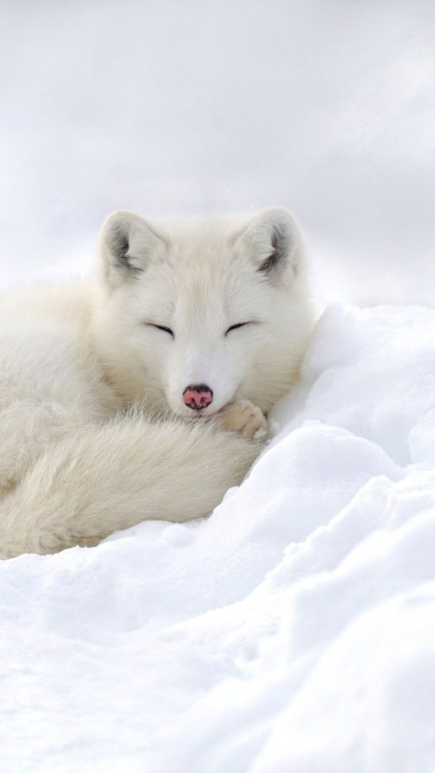 Sleeping Snow, Wildlife Wallpaper, 1440x2560 HD Phone