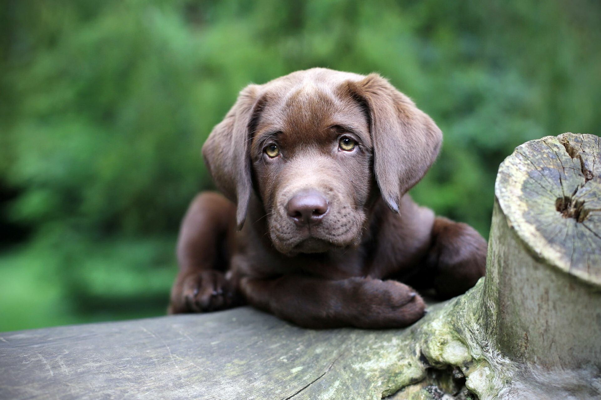 Cute dog desktop background, Black Labrador puppy, Lab puppies, Adorable and playful, 1920x1280 HD Desktop