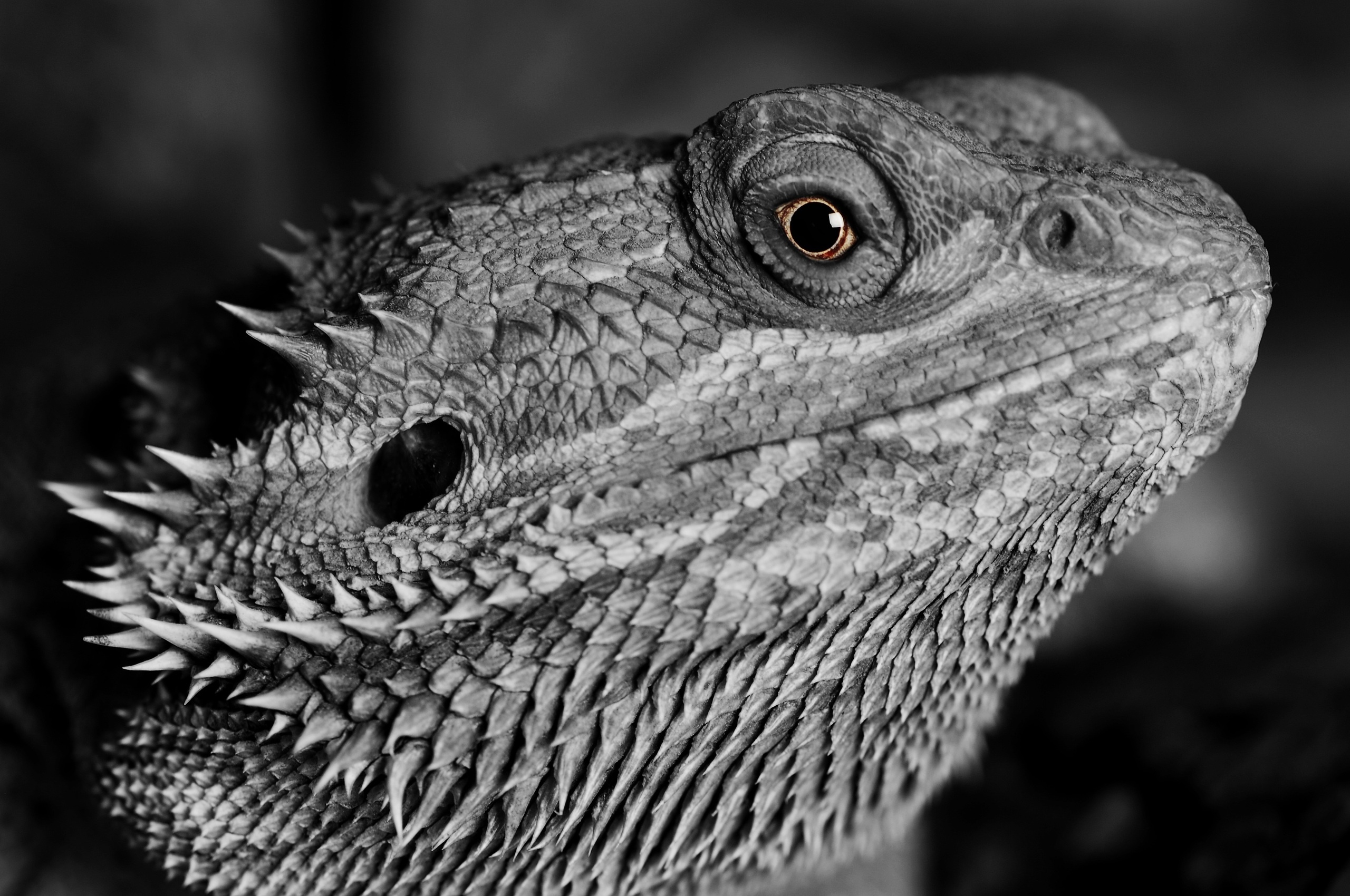 Lizard reptile, Monochrome pattern, Chromebook pixel, High-definition imagery, 2560x1700 HD Desktop