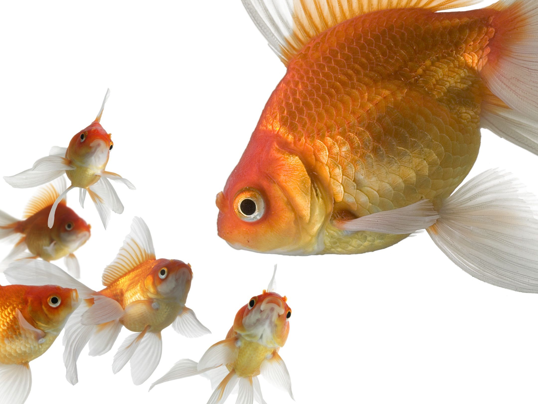 Goldfish: A type of freshwater species that belong to the family Cyprinidae. 2160x1620 HD Wallpaper.