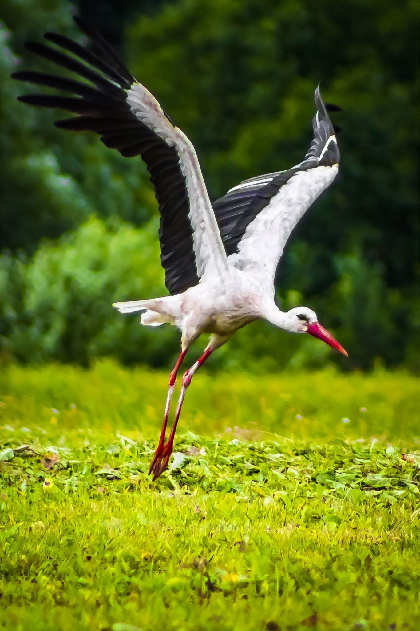White stork in cage, Preparing for flight, Pet bird, Graceful captive, 1370x2050 HD Phone