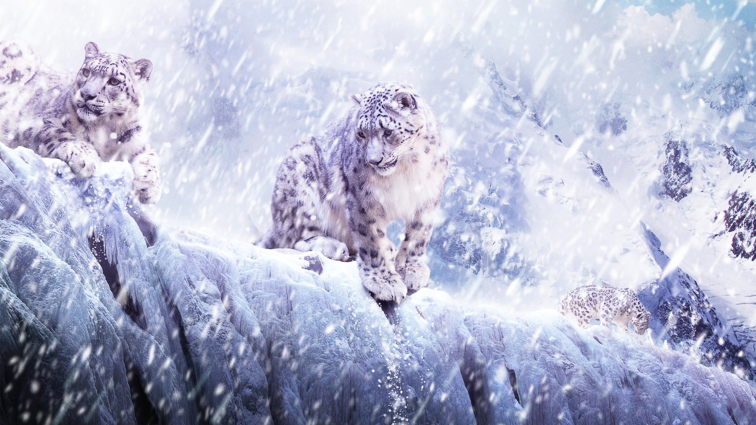 Snow leopards, Ice Storm Wallpaper, 2560x1440 HD Desktop