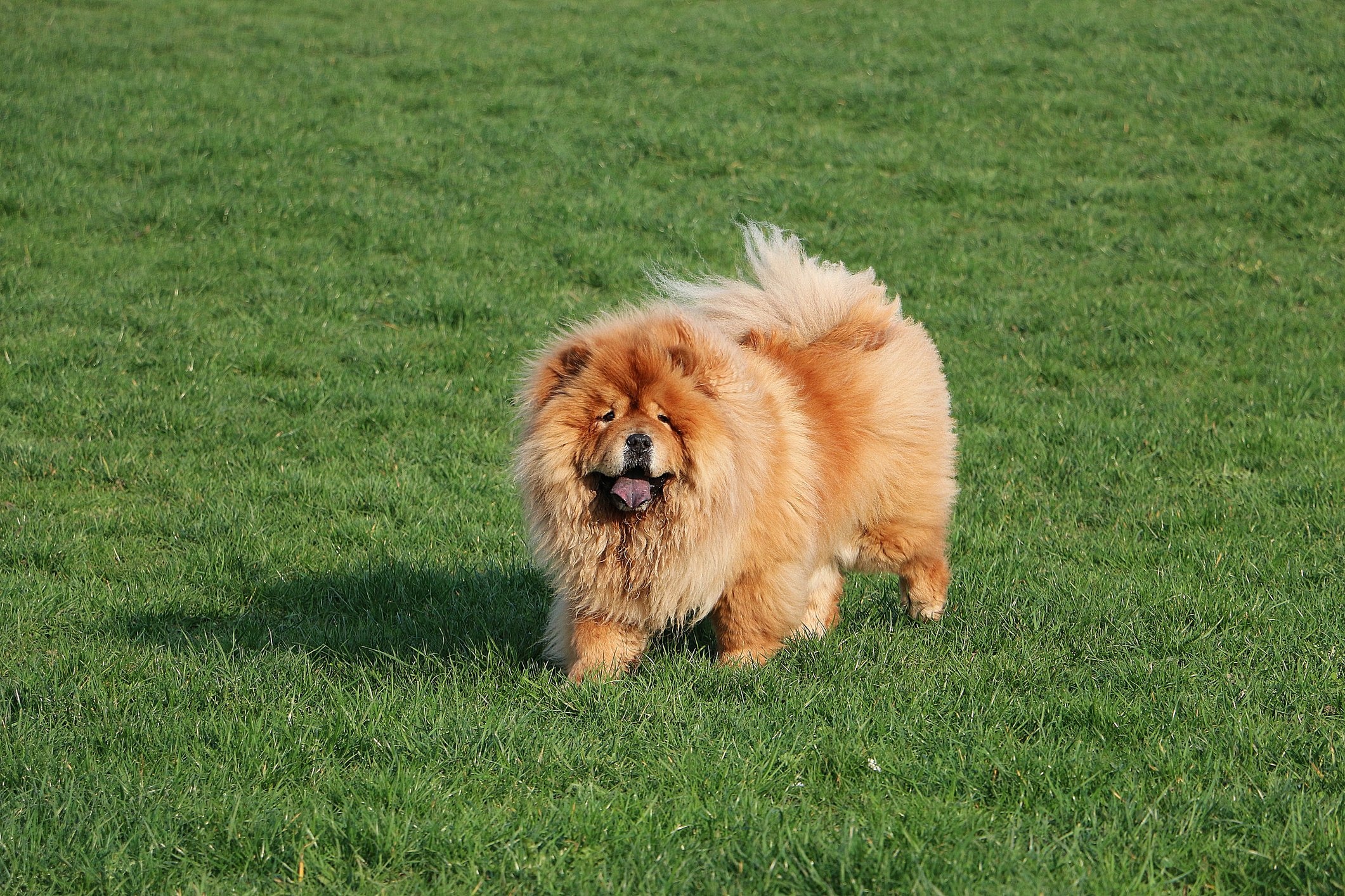 Chow Chow guide, Fluffy lion dog, Informative article, Unique breed, 2130x1420 HD Desktop