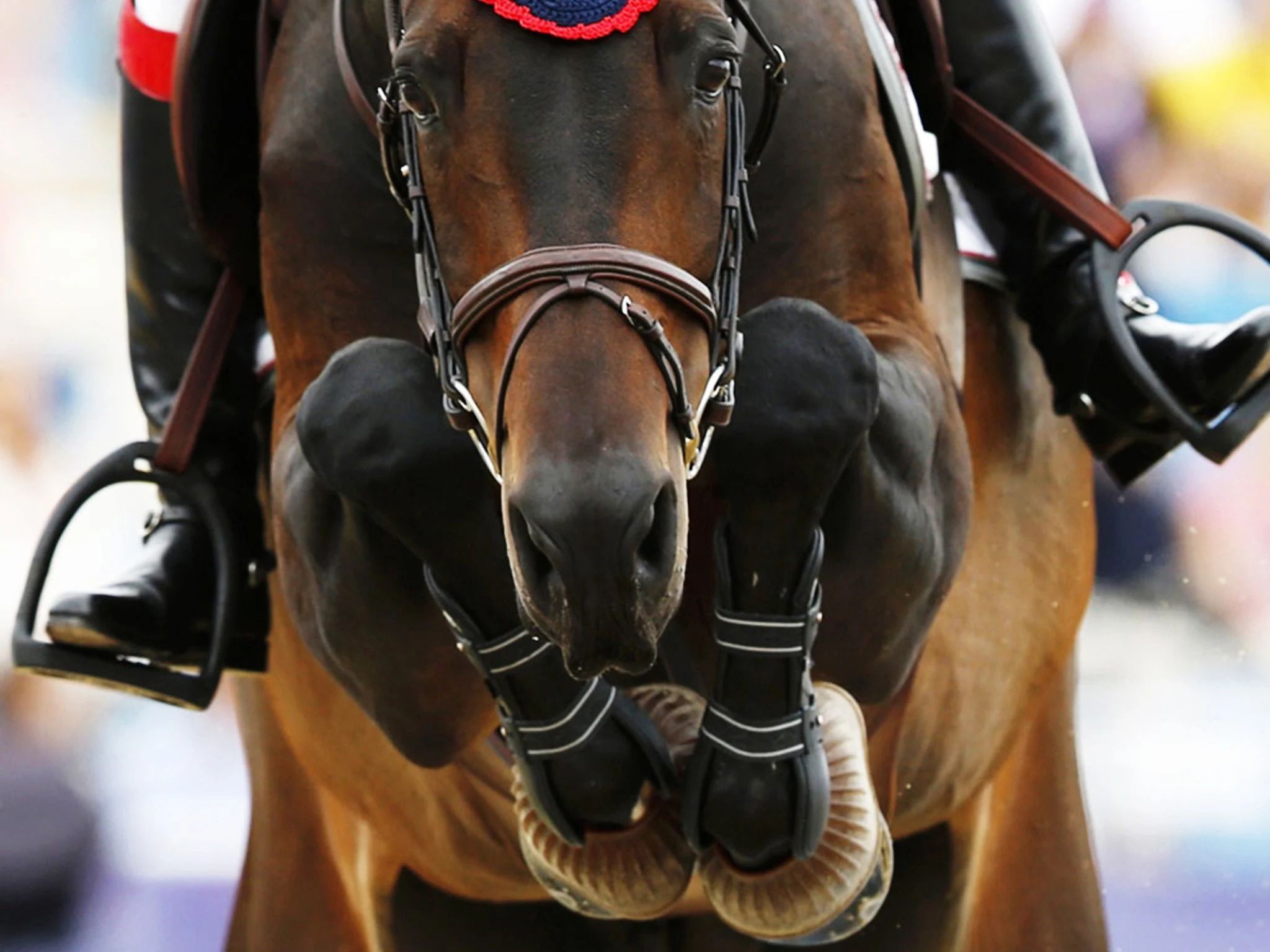Equitation: A jumping horse, Show jumping, Official Olympic sport since the 1912 Summer Olympics. 2050x1540 HD Background.