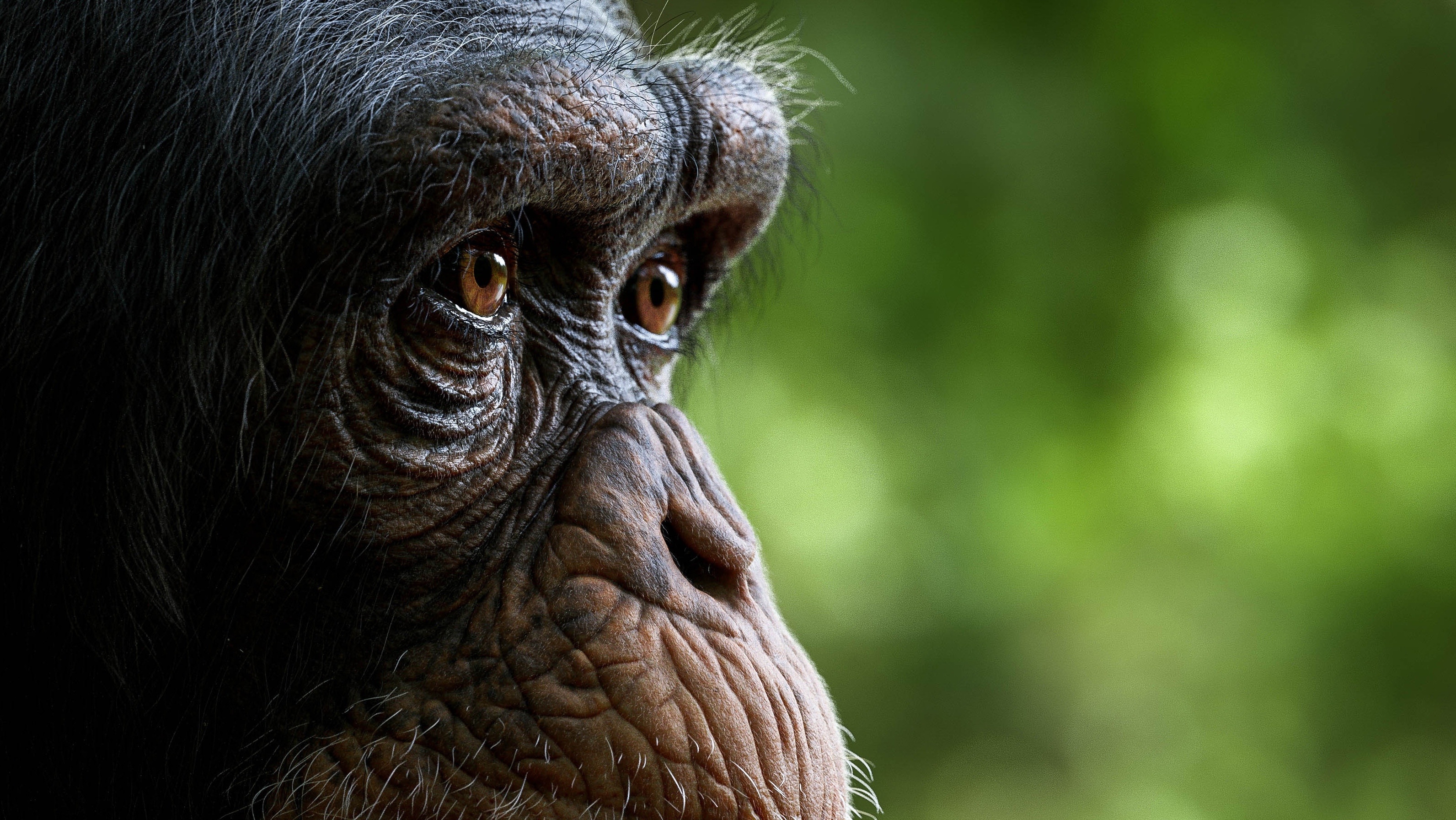 Chimpanzee, Macro close-up, Detailed features, Artistic wallpaper, 3190x1800 HD Desktop