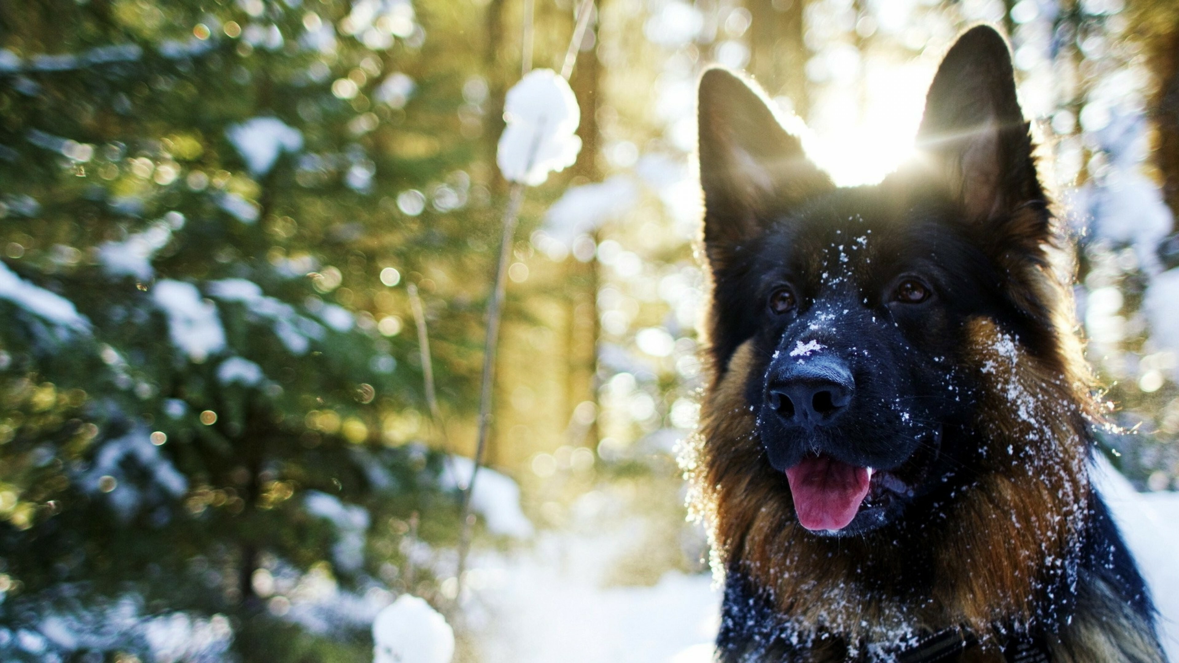 German Shepherd, Snowy landscapes, Animal wallpapers, 3840x2160 4K Desktop