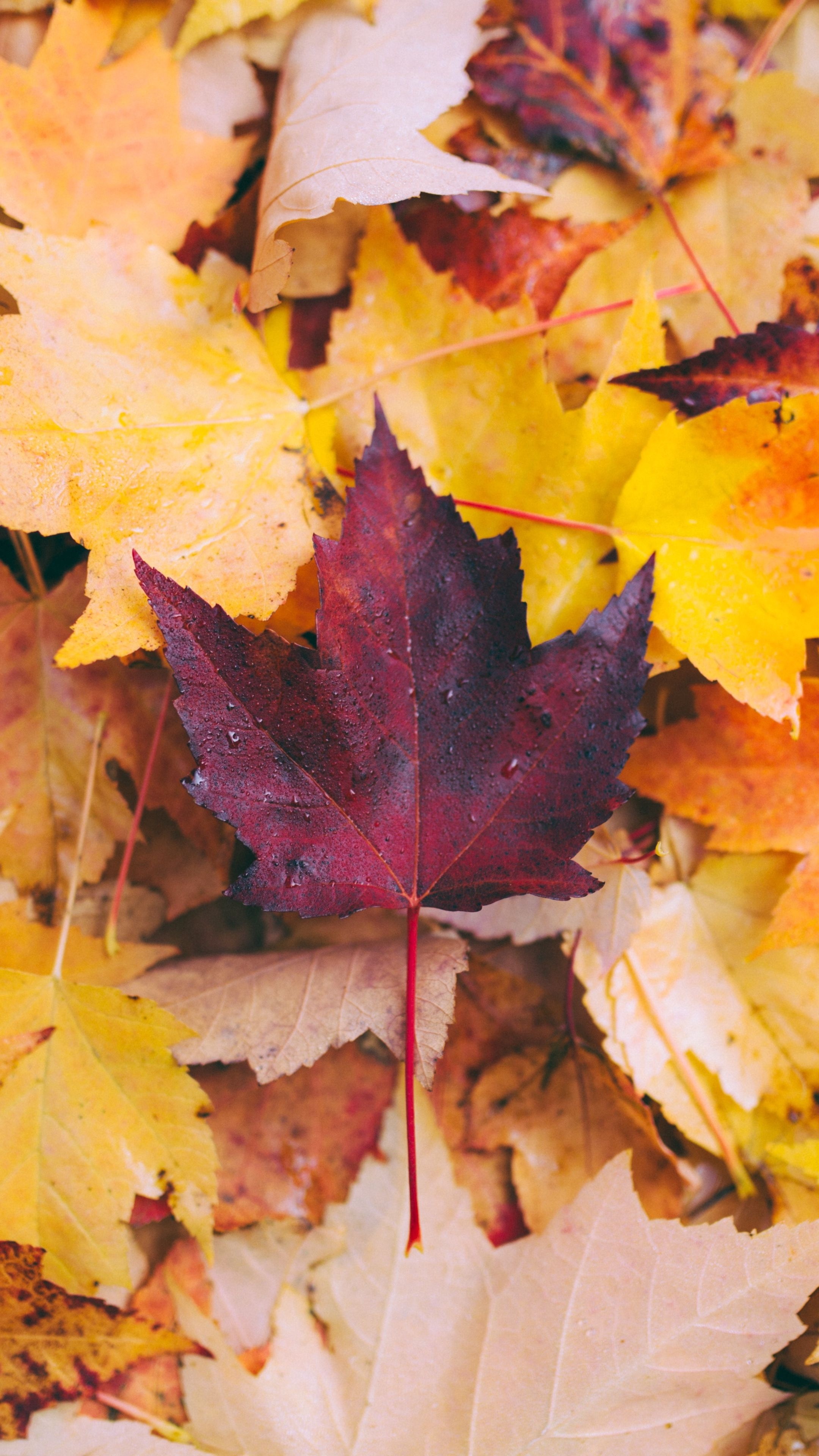 Autumn leaves, 4K wallpapers, Nature's beauty, Wallpaper, 2160x3840 4K Phone