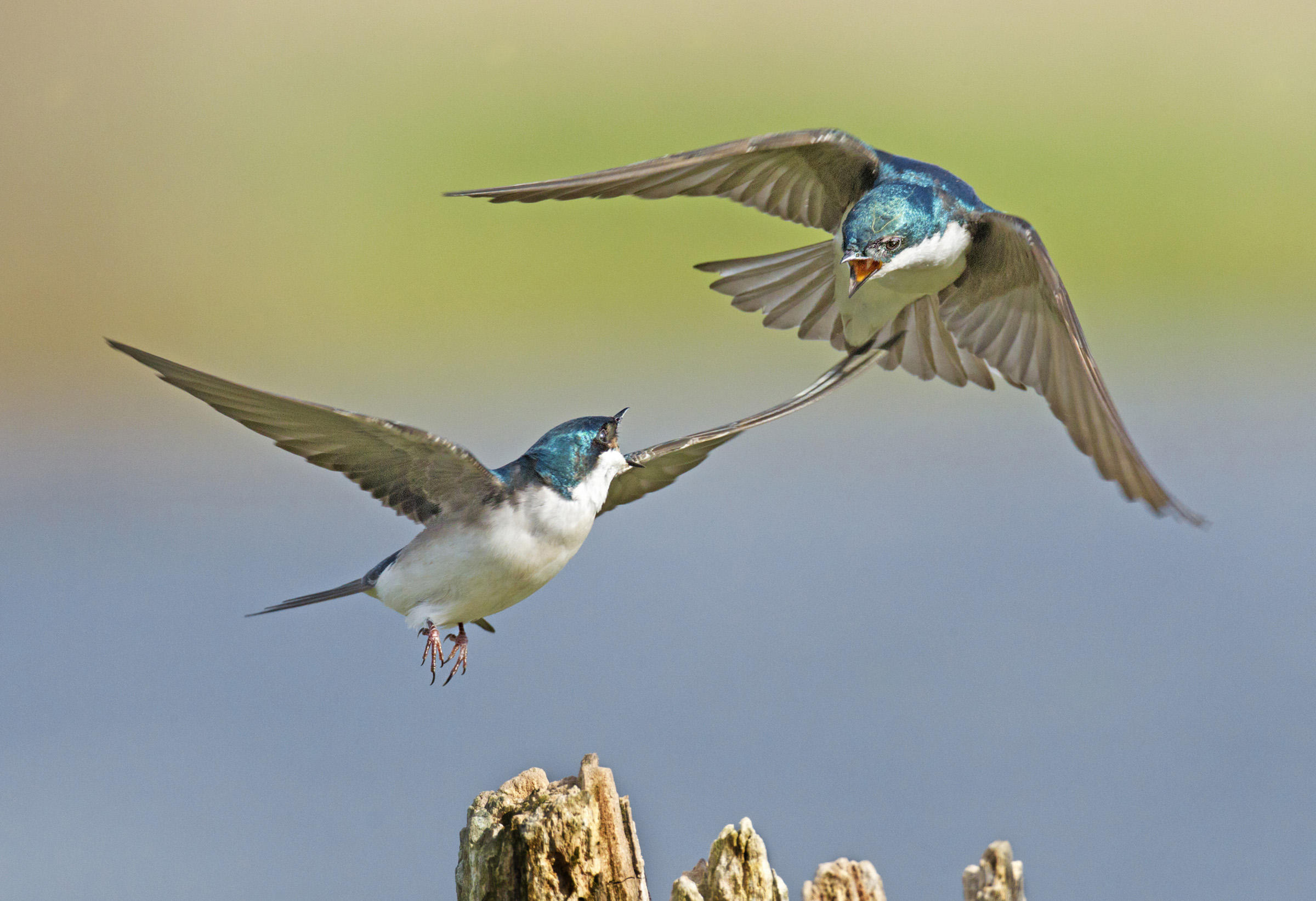 Swallow, Graceful fliers, Aerial acrobatics, Bird photography, 2400x1650 HD Desktop