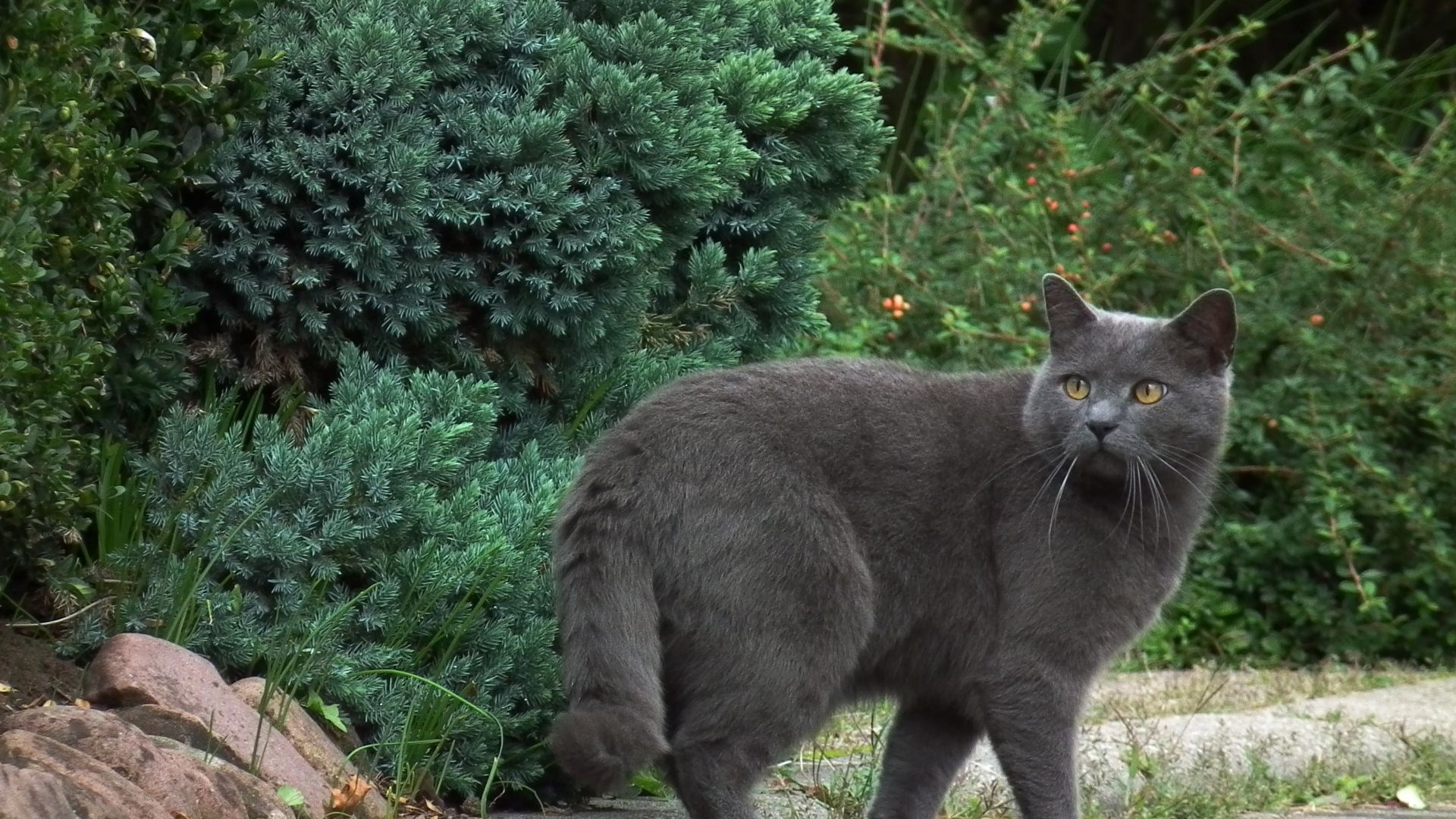 Chartreux Cat, Breed wallpaper, Grey cat walking, Chartreux breed, 1920x1080 Full HD Desktop