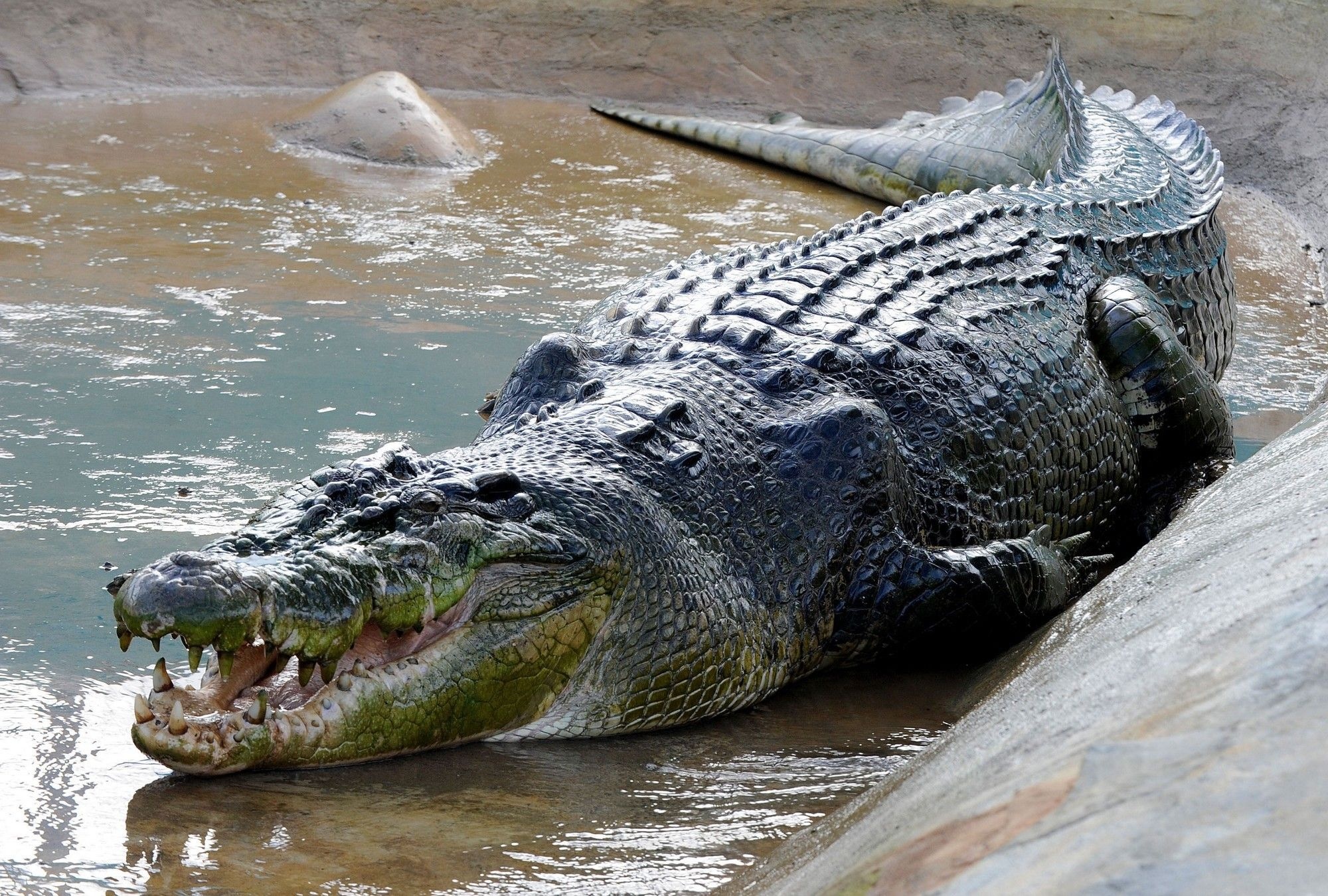 Crocodile: Alligator, Very large reptiles, with males growing up to 4.5 meters in length. 2000x1350 HD Background.