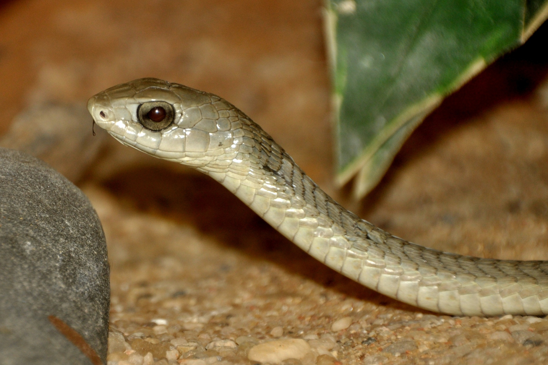 Boomslang, Dispholidus typus, African serpent, Venomous reptile, 2100x1410 HD Desktop