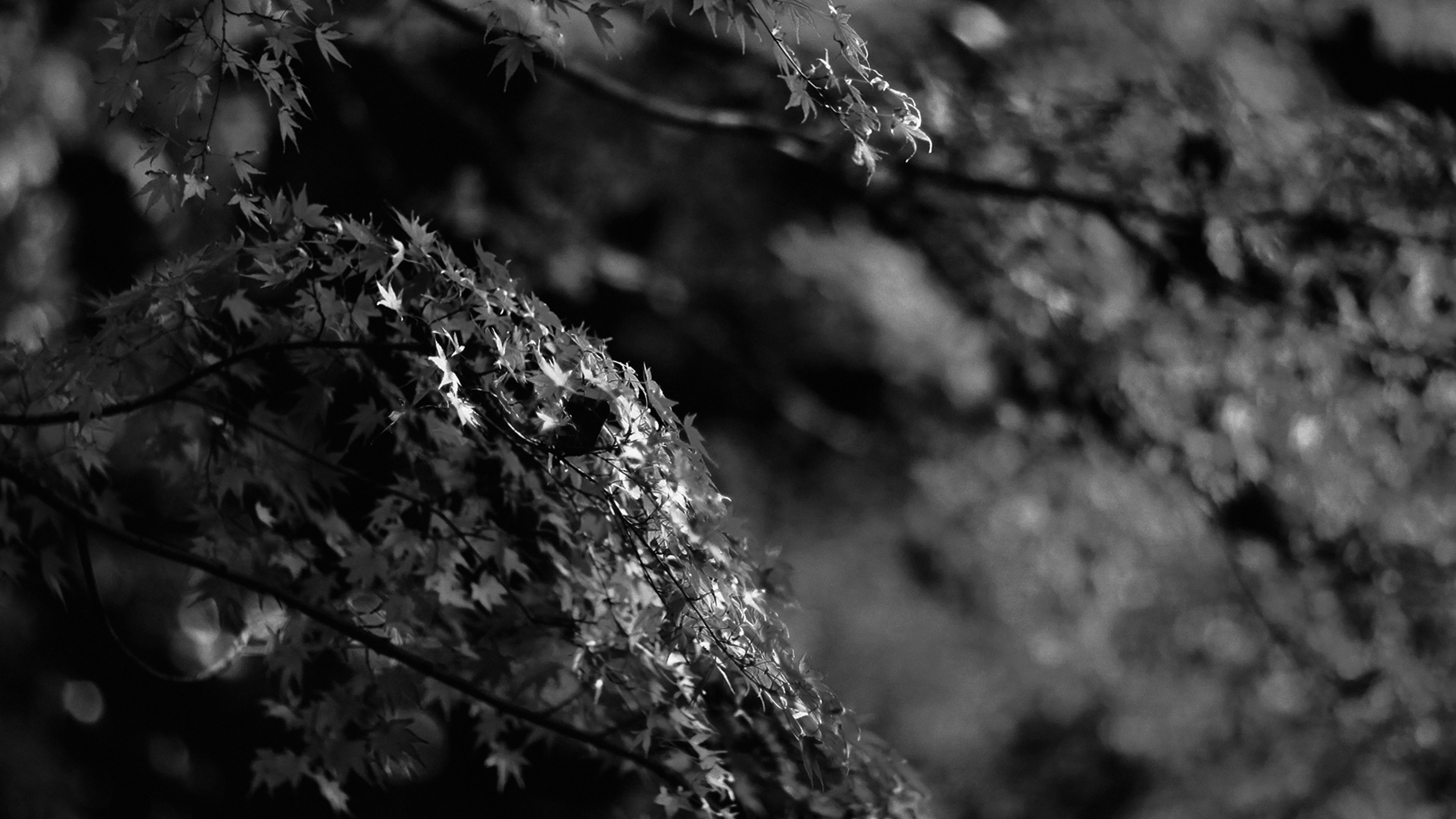 Japanese maple tree, Fall nature, Black and white wallpaper, Fall, 3840x2160 4K Desktop