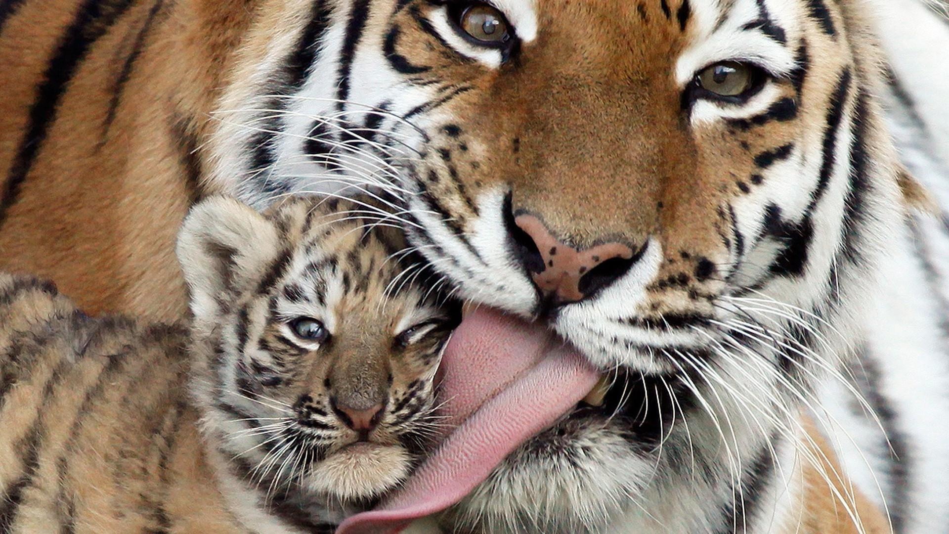 Baby tiger wallpapers, Captivating innocence, Wildlife beauty, Fierce grace, 1920x1080 Full HD Desktop