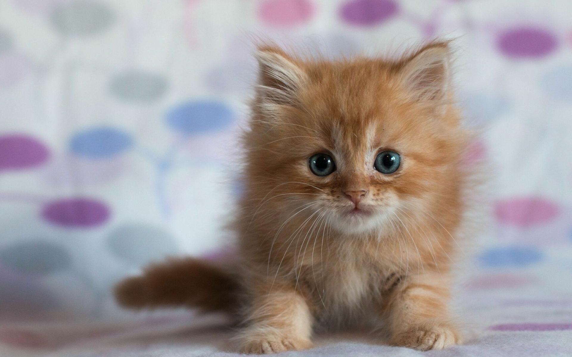 Kitten: Small to medium-sized cats, Whiskers. 1920x1200 HD Wallpaper.