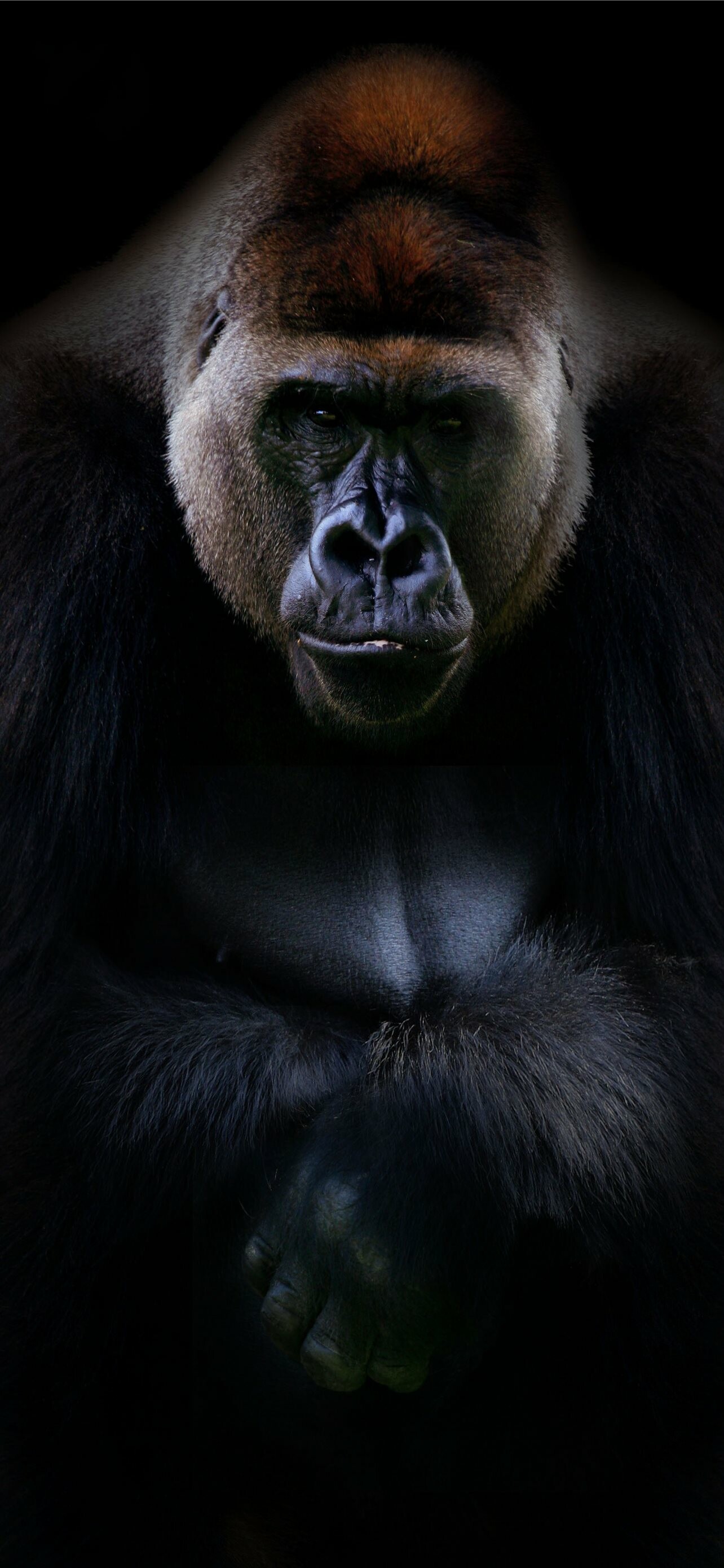 Ape: Gorillas are the largest living primates, reaching heights between 1.25 and 1.8 metres, weights between 100 and 270 kg, and arm spans up to 2.6 metres, depending on species and sex. 1290x2780 HD Background.