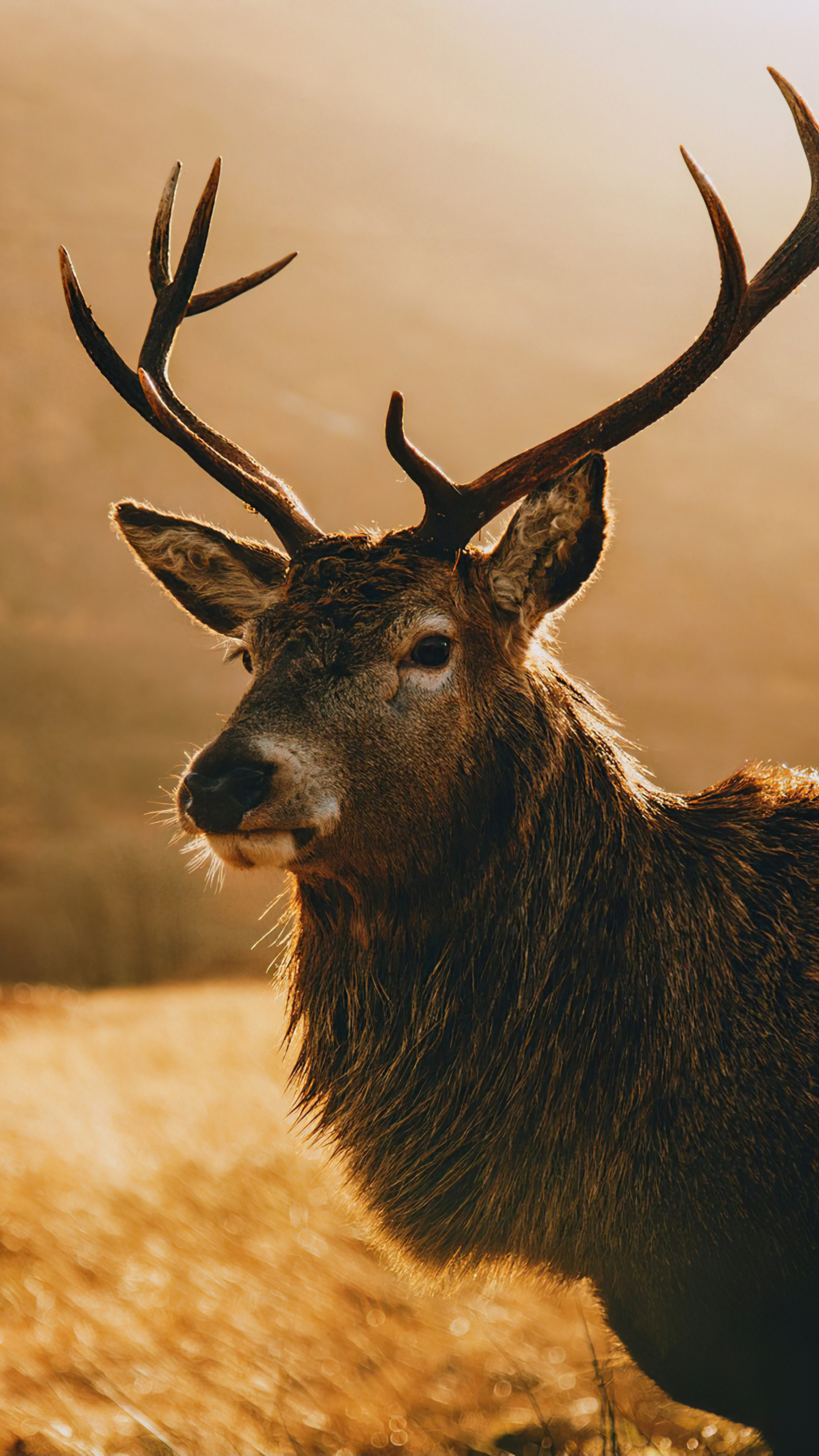 Deer morning landscape, 4K wallpaper, Sony Xperia X, Natural beauty, 2160x3840 4K Phone