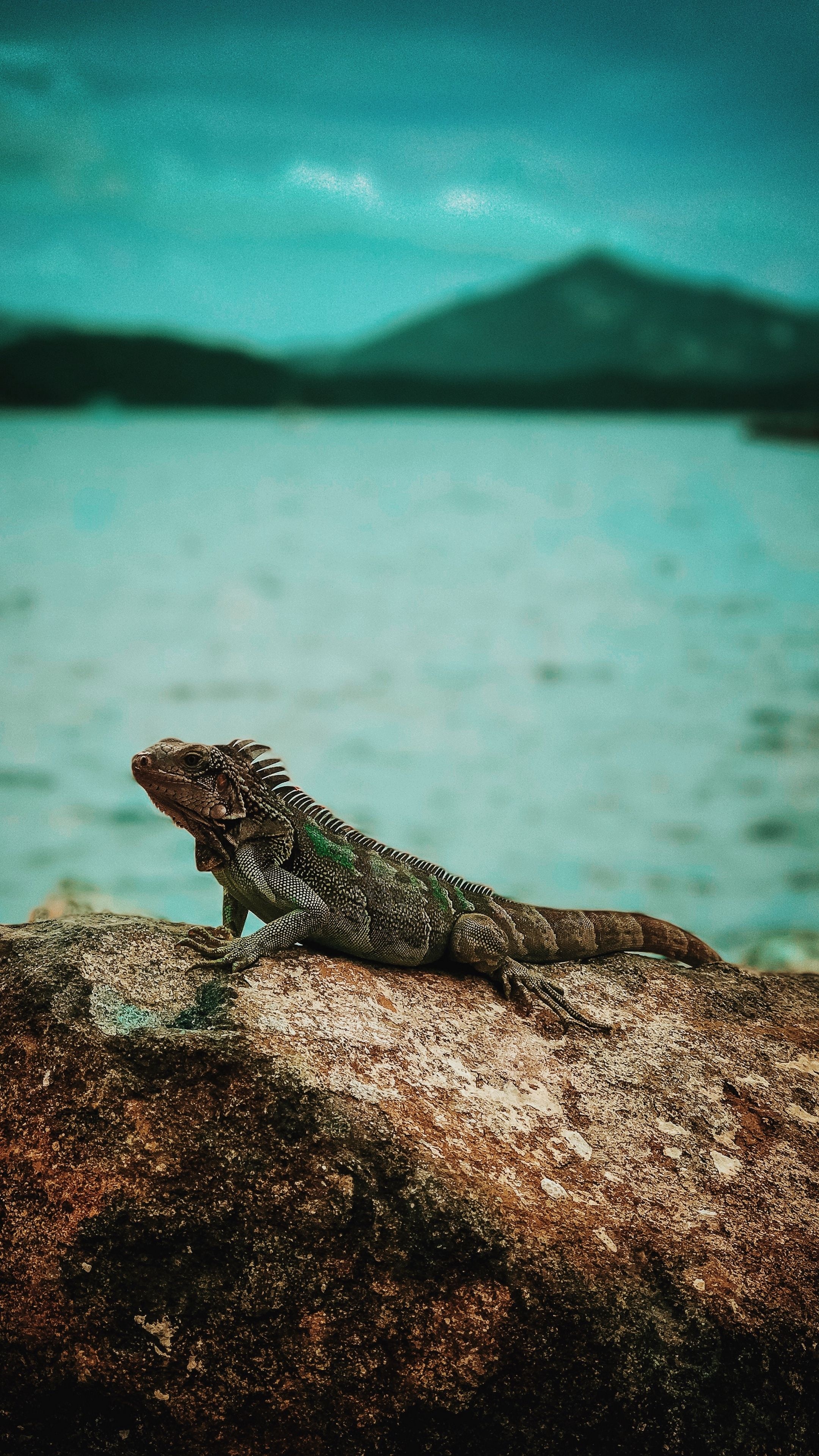Iguana reptile stone, Wild animals photography, 2160x3840 4K Phone