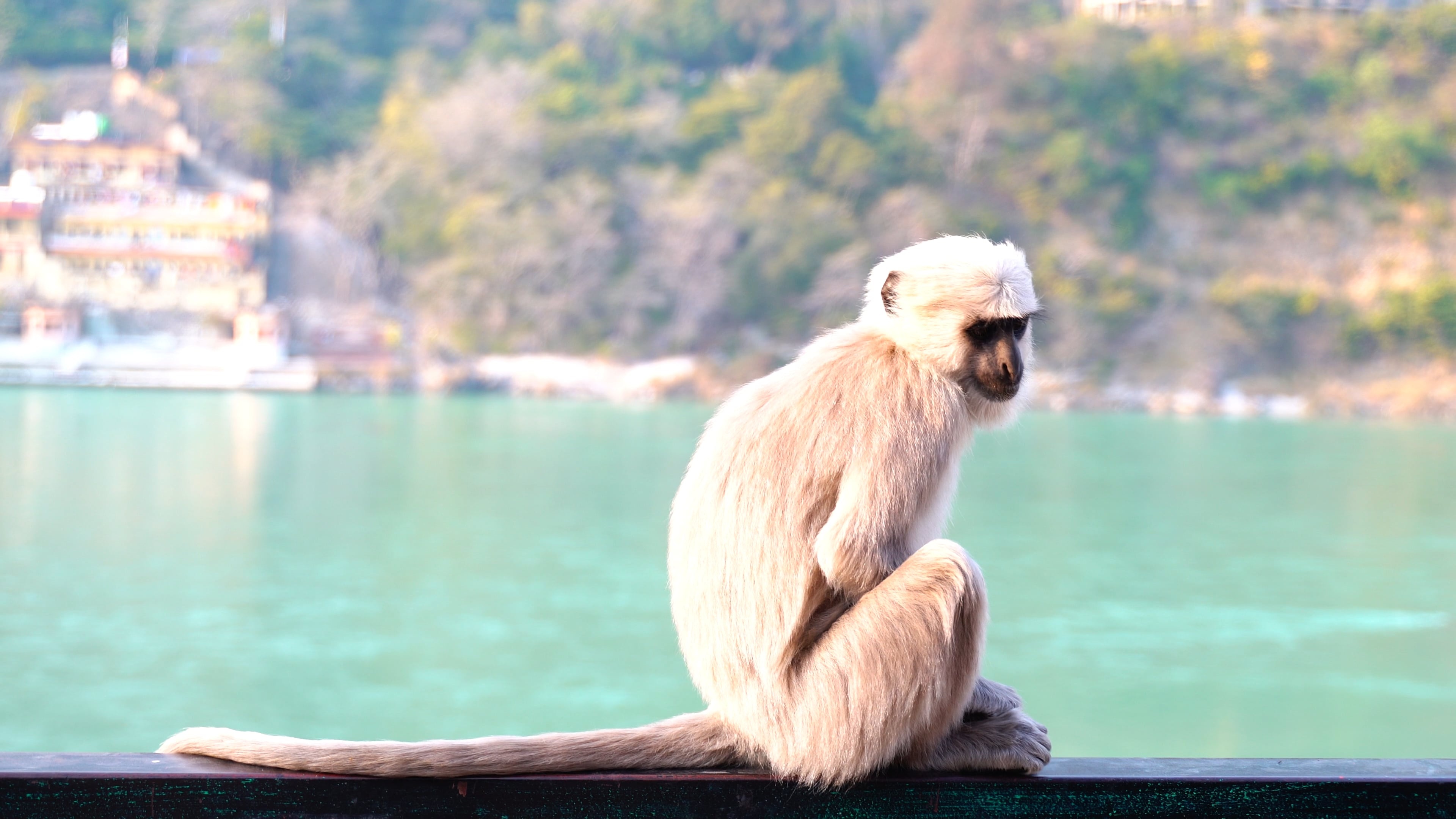 White Monkey Peering, Unique Footage, Monkey Bar Encounter, Fascinating Wildlife, 3840x2160 4K Desktop