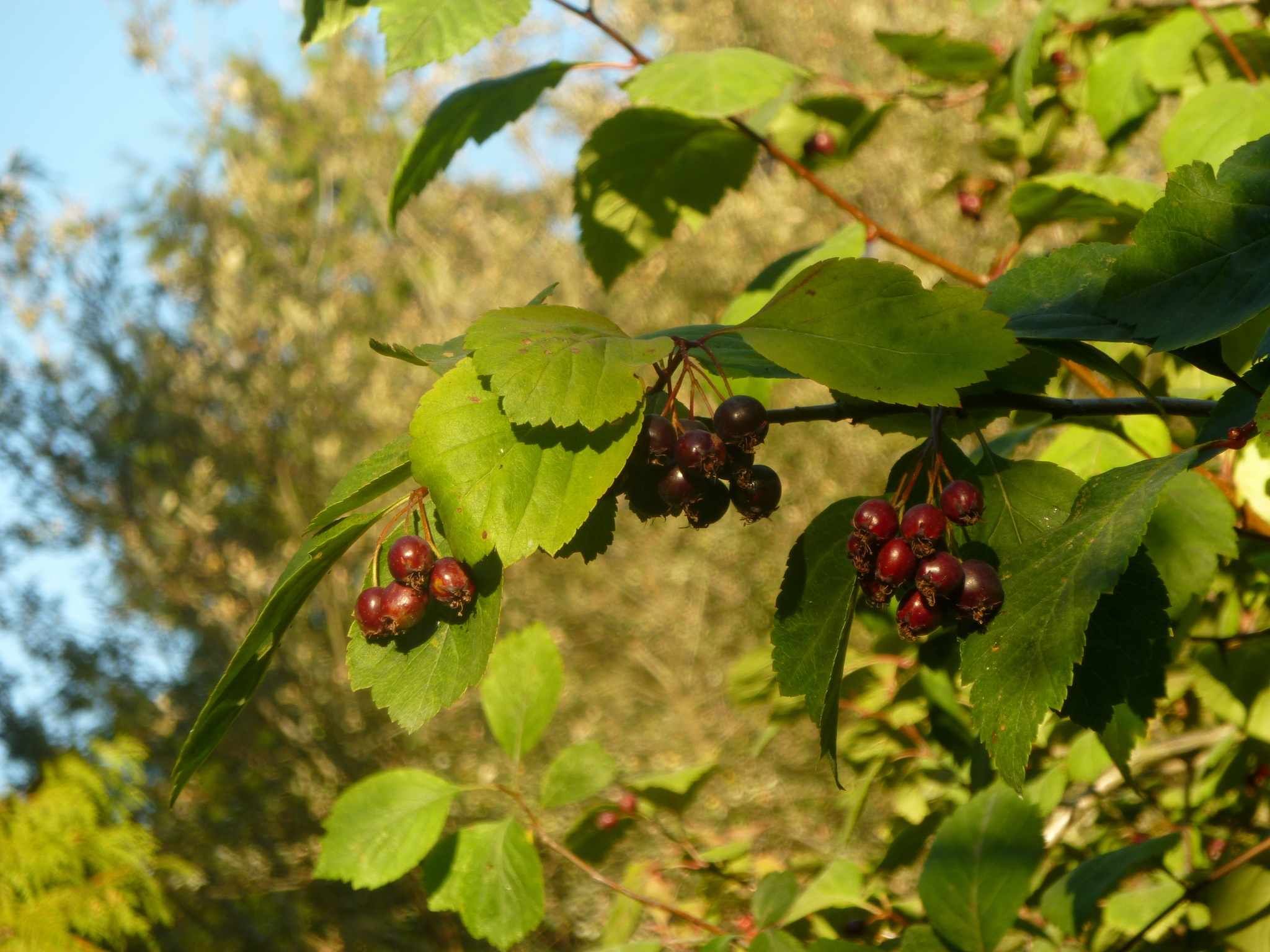 Hawthorn Berry Nature, Photos Black Hawthorn, Crataegus Douglasii, Inaturalist, 2050x1540 HD Desktop