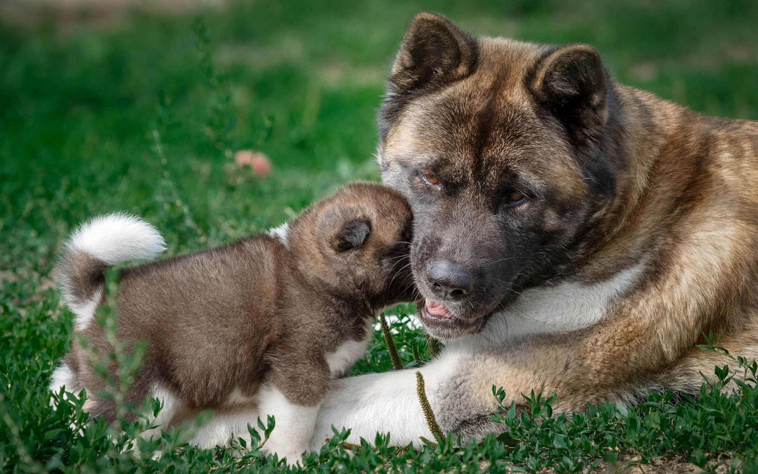 Baby Akita puppy, Loving mother, American Akita section, Heartwarming canine moment, 2560x1600 HD Desktop