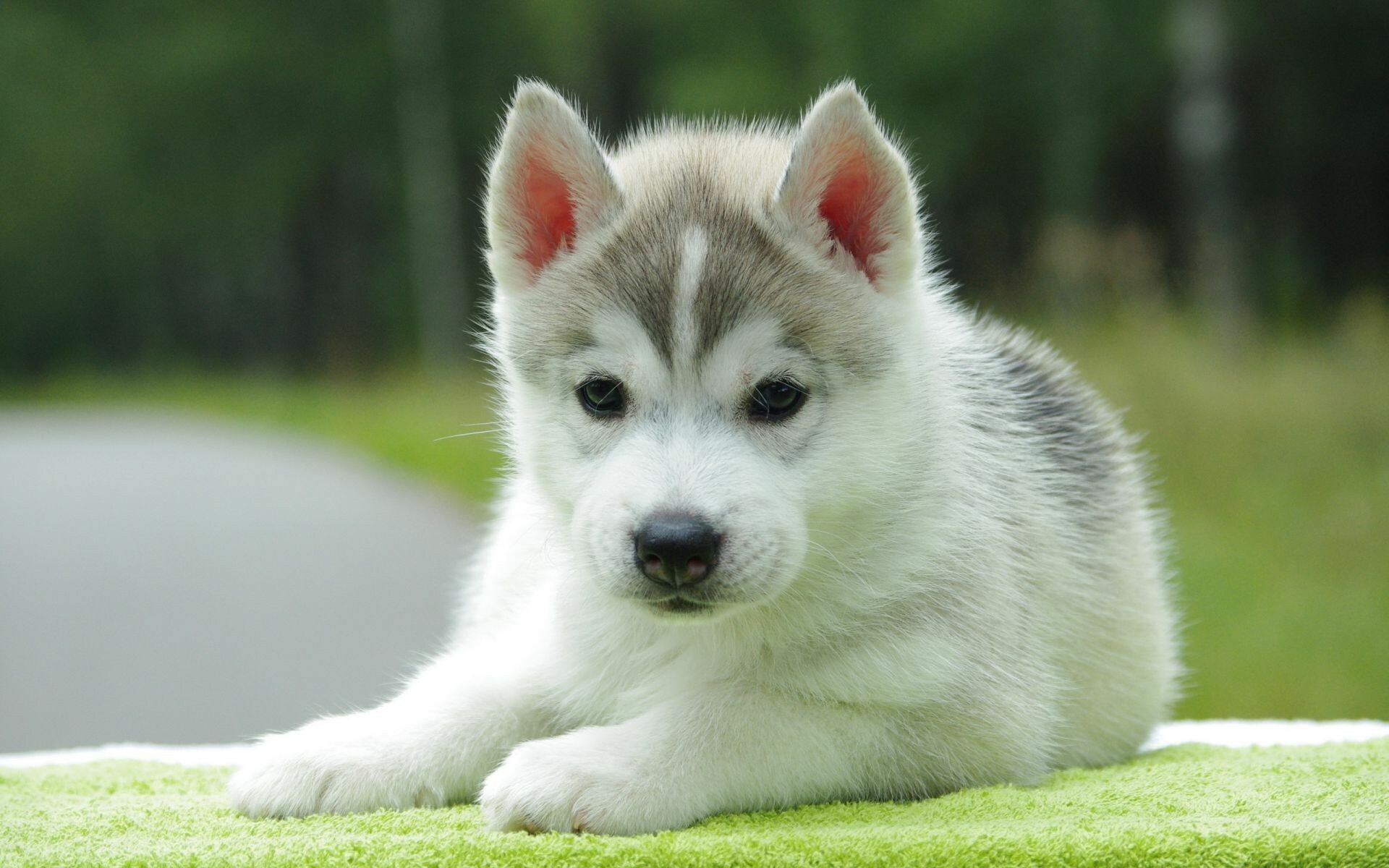 Dog: Husky, Pup, Originally bred from wolves. 1920x1200 HD Wallpaper.
