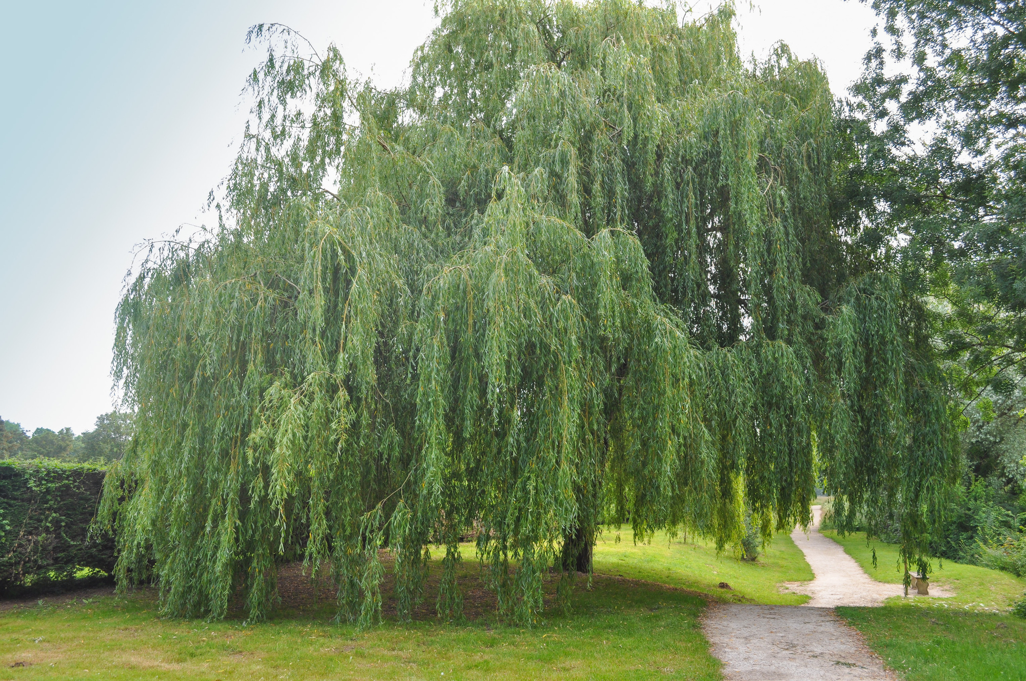 Willow Tree, Salix chrysochoma, Nature's wonder, Caragh nurseries, 2000x1330 HD Desktop