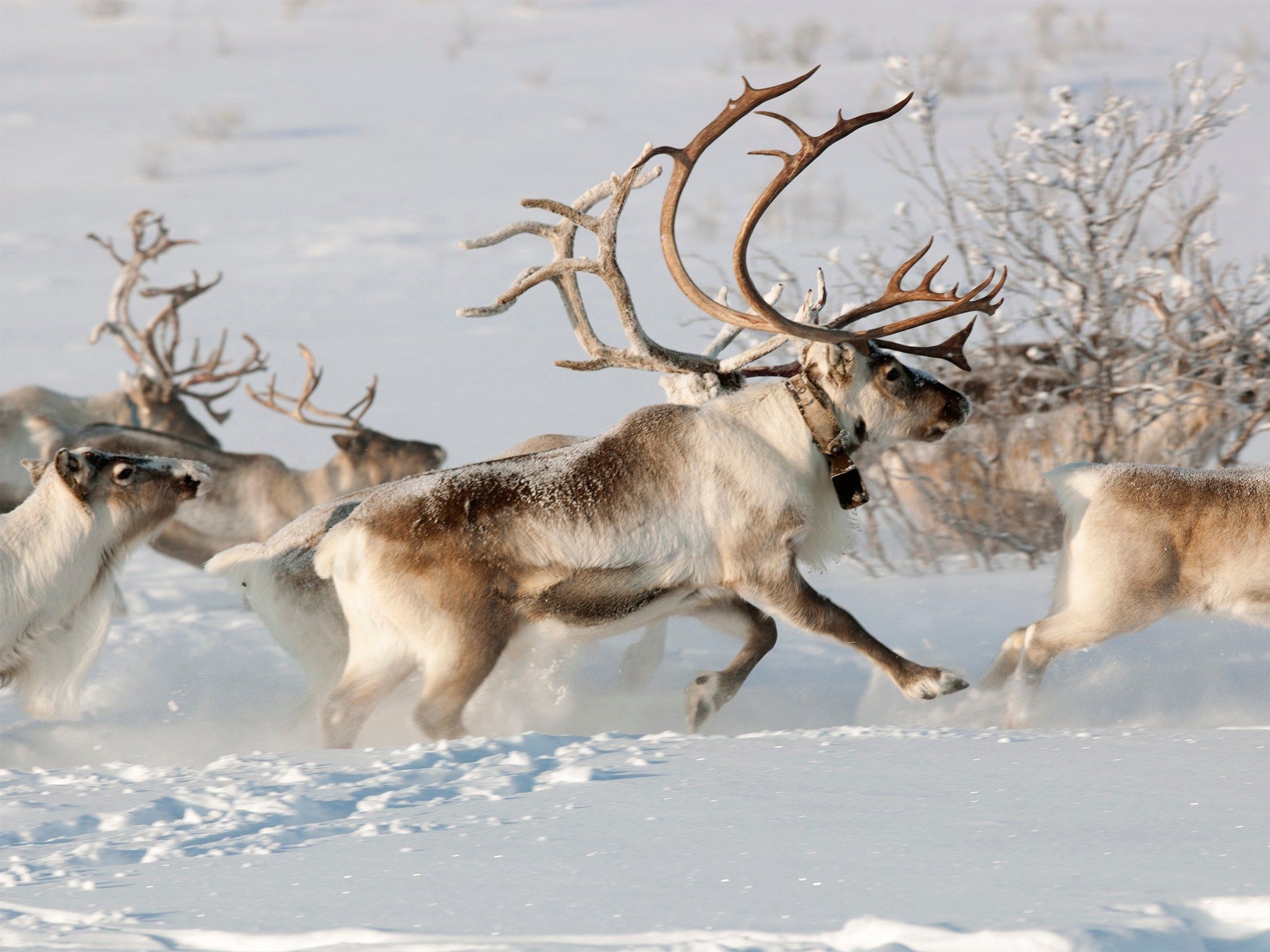 Arctic reindeer, Winter wonders, Arctic wilderness, Breathtaking beauty, 2050x1540 HD Desktop