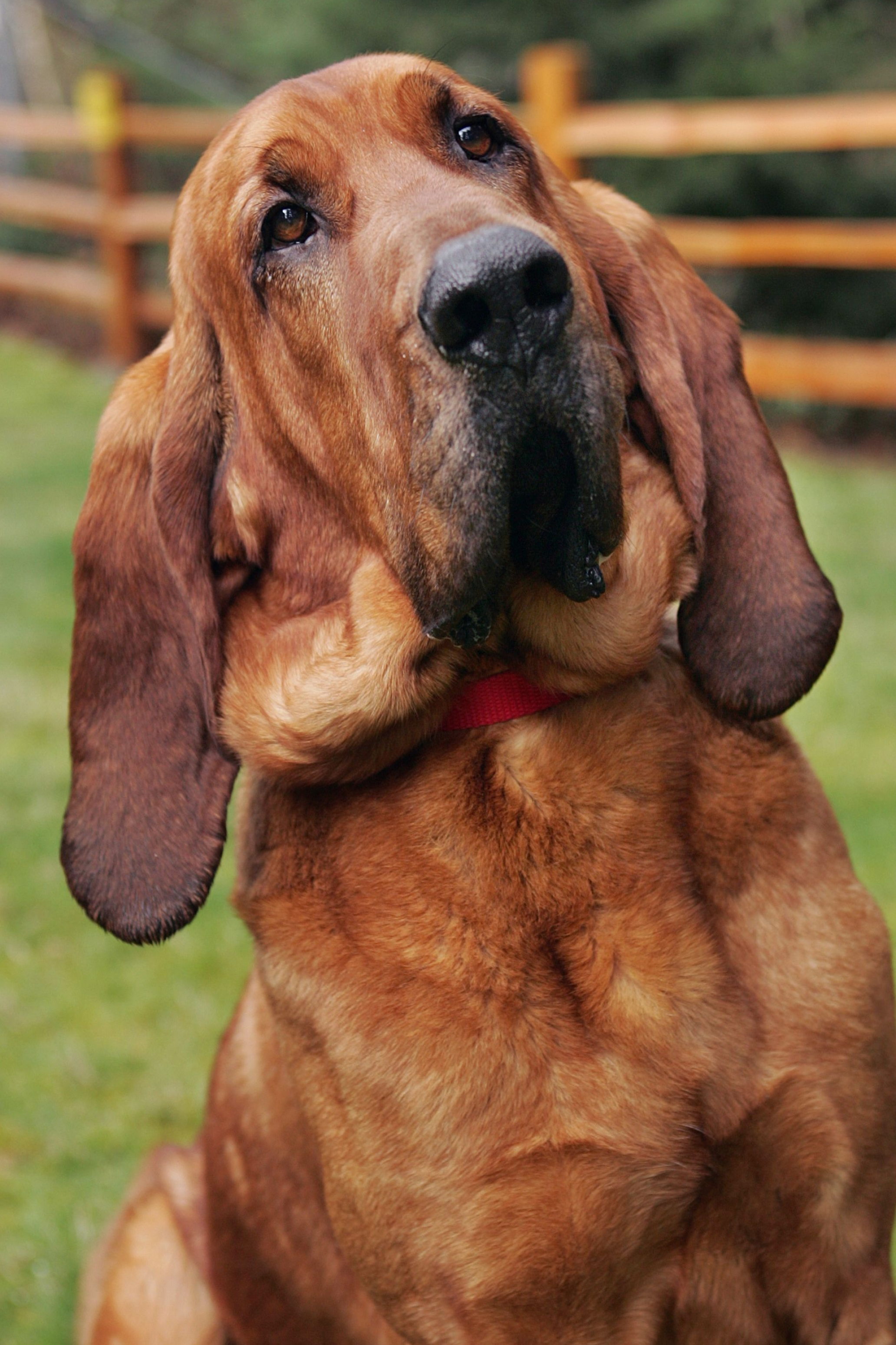 Bloodhound, Loyal companions, Dog breed ideas, Hound dogs, 2070x3100 HD Phone
