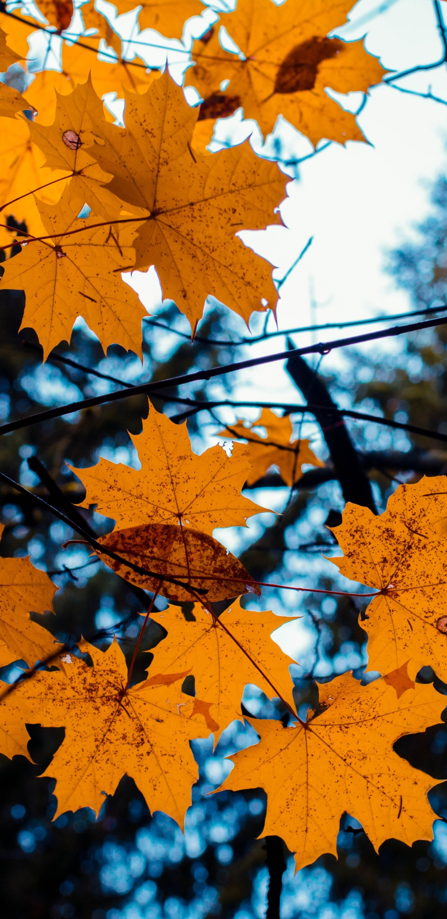 Autumn: Yellowish color of maple leaves, Fall foliage. 1440x2960 HD Background.