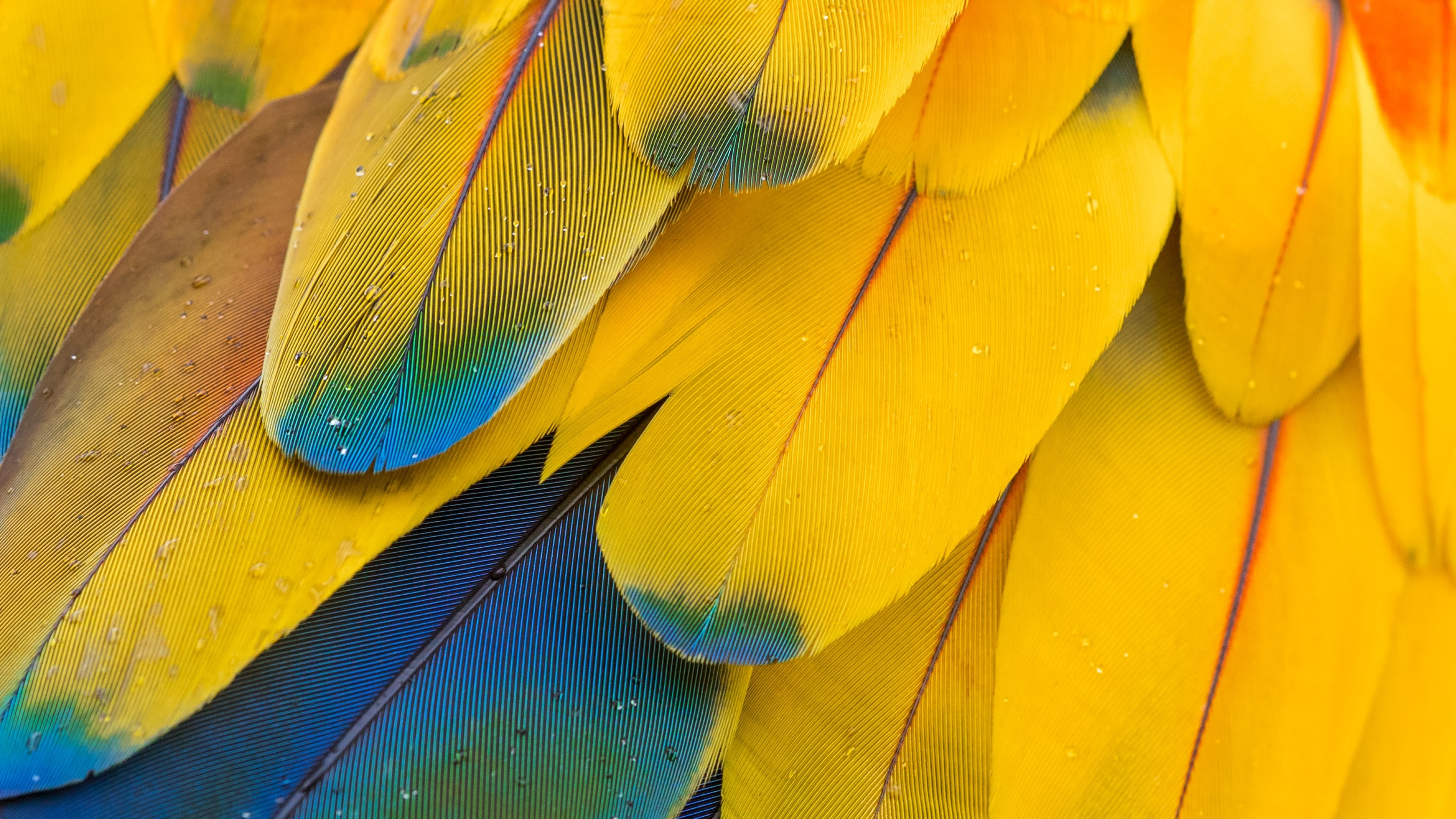 Feather: Macaw's plumage, Multicolor, Colorful. 3840x2160 4K Background.