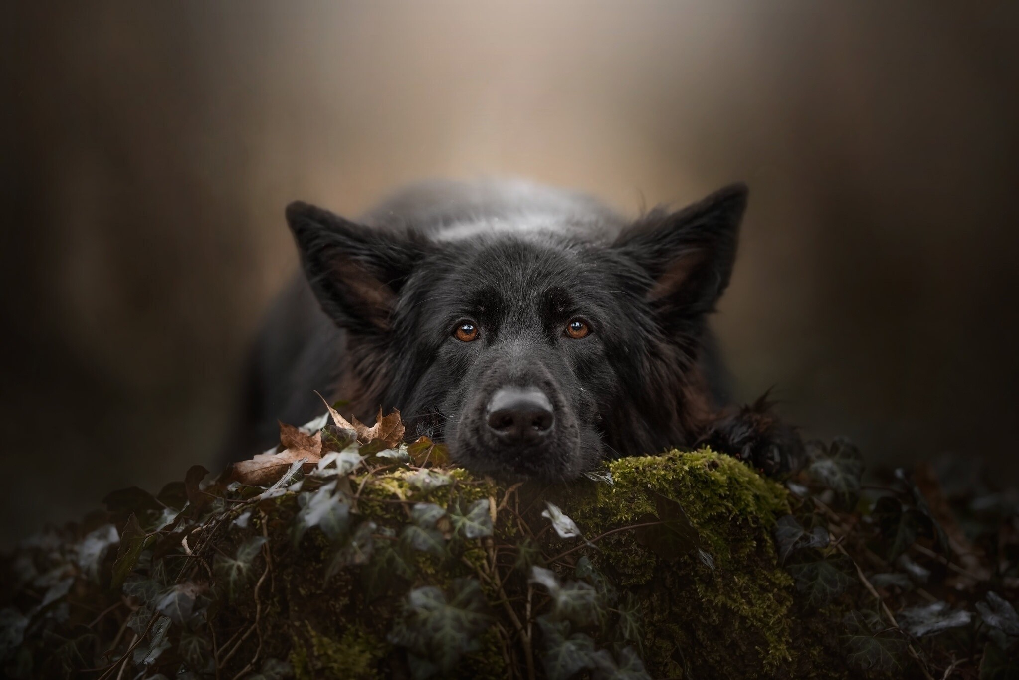 German Shepherd, HD wallpaper, Captivating pet, Stunning photography, 2050x1370 HD Desktop
