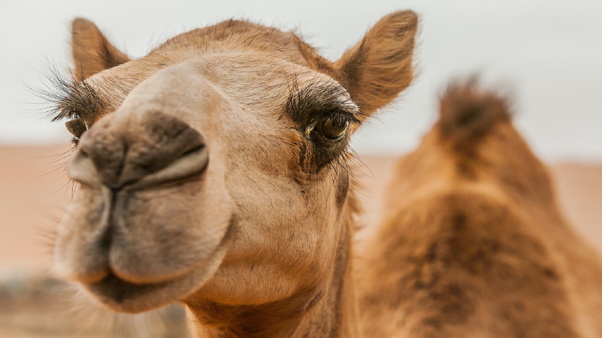 Beautiful camels, Al Dhafra festival, 1920x1080 Full HD Desktop