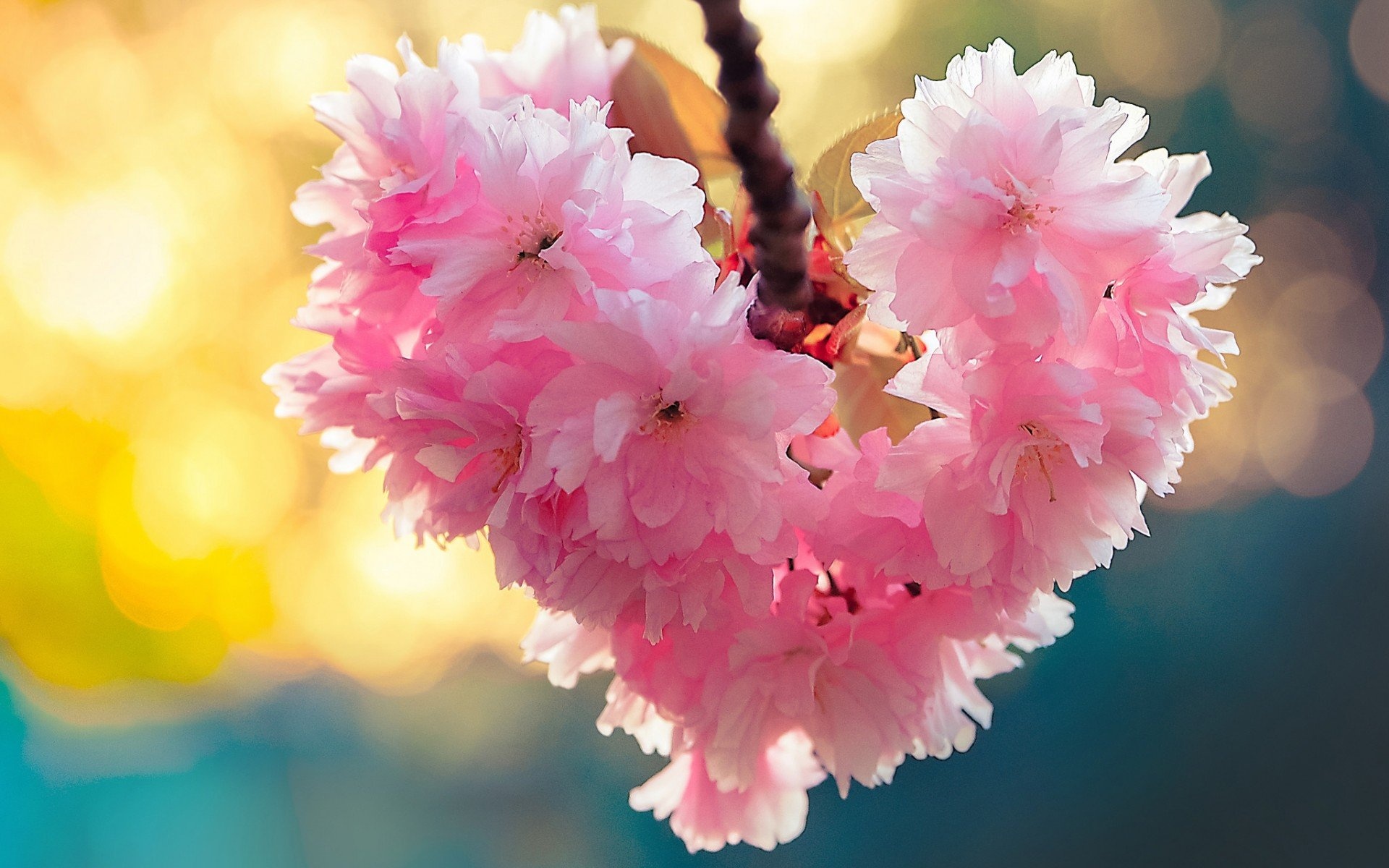 Hearts and Flowers, Love and nature, Blossoming beauty, Vibrant wallpaper, 1920x1200 HD Desktop