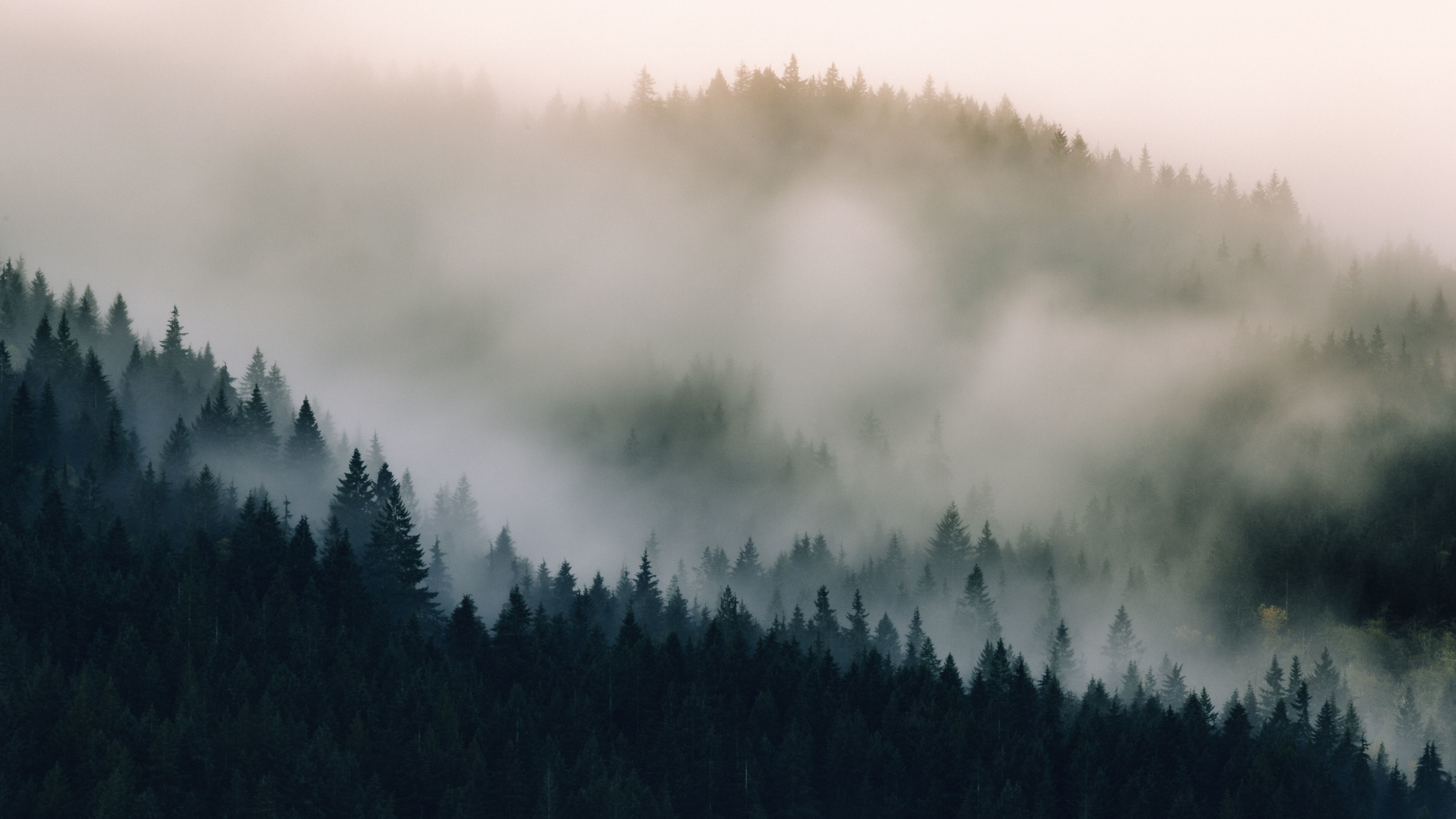 Pine Tree, Mist fog, Nature 4K, 3840x2160 4K Desktop